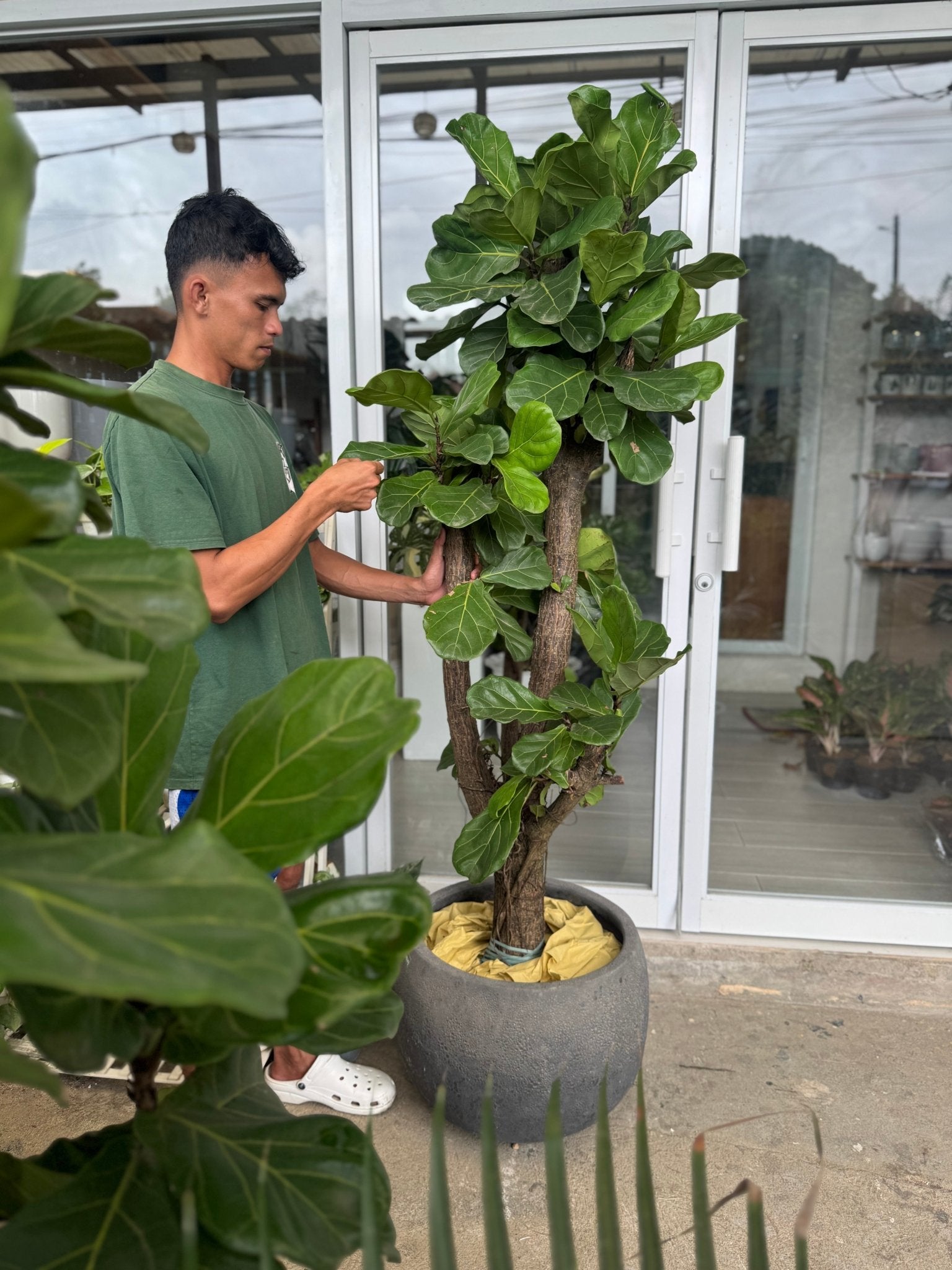 Fiddle Leaf Fig Tree (Ficus lyrata) - Pots For Plants
