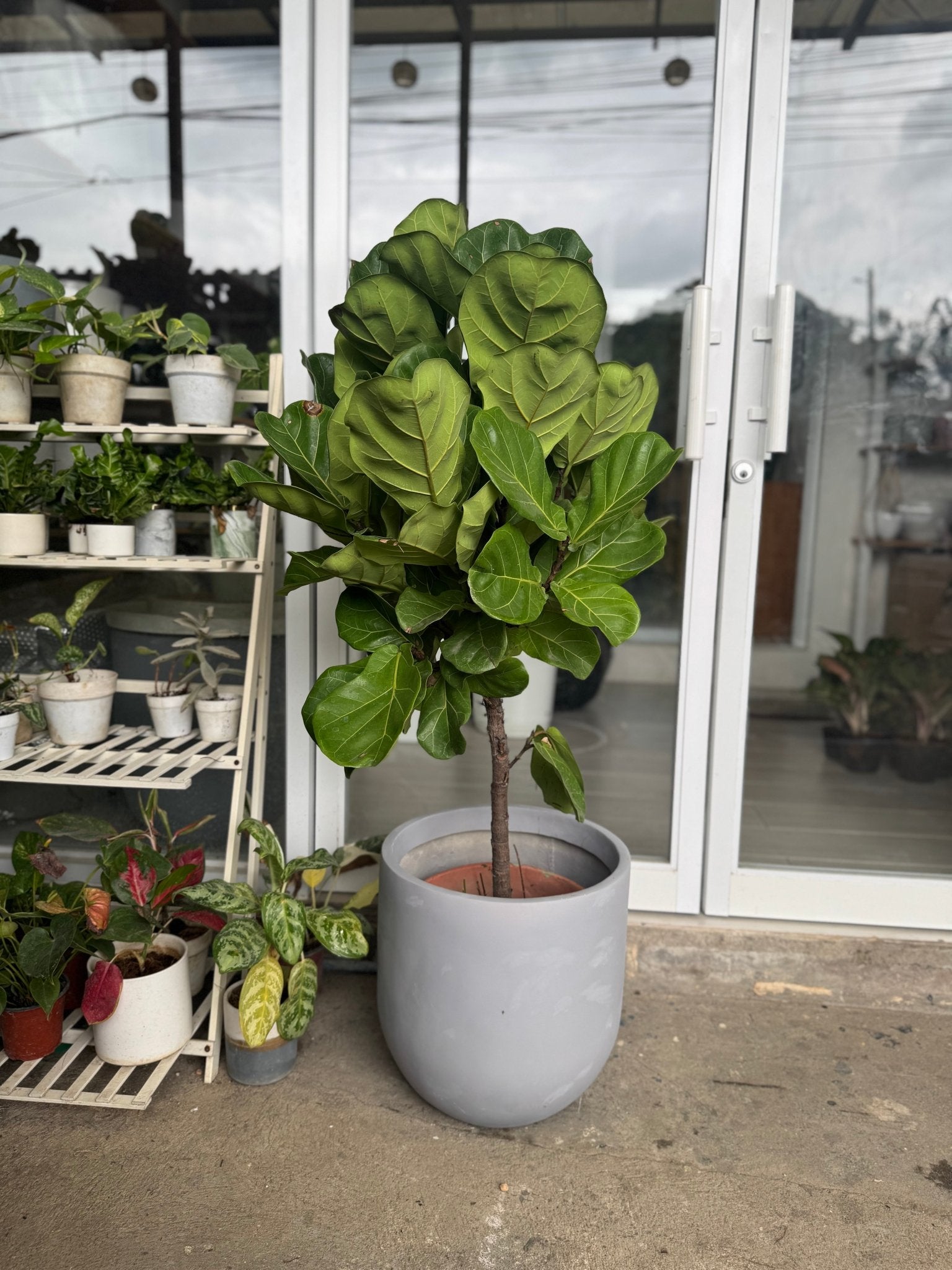 Fiddle Leaf Fig Tree (Ficus lyrata) - Pots For Plants