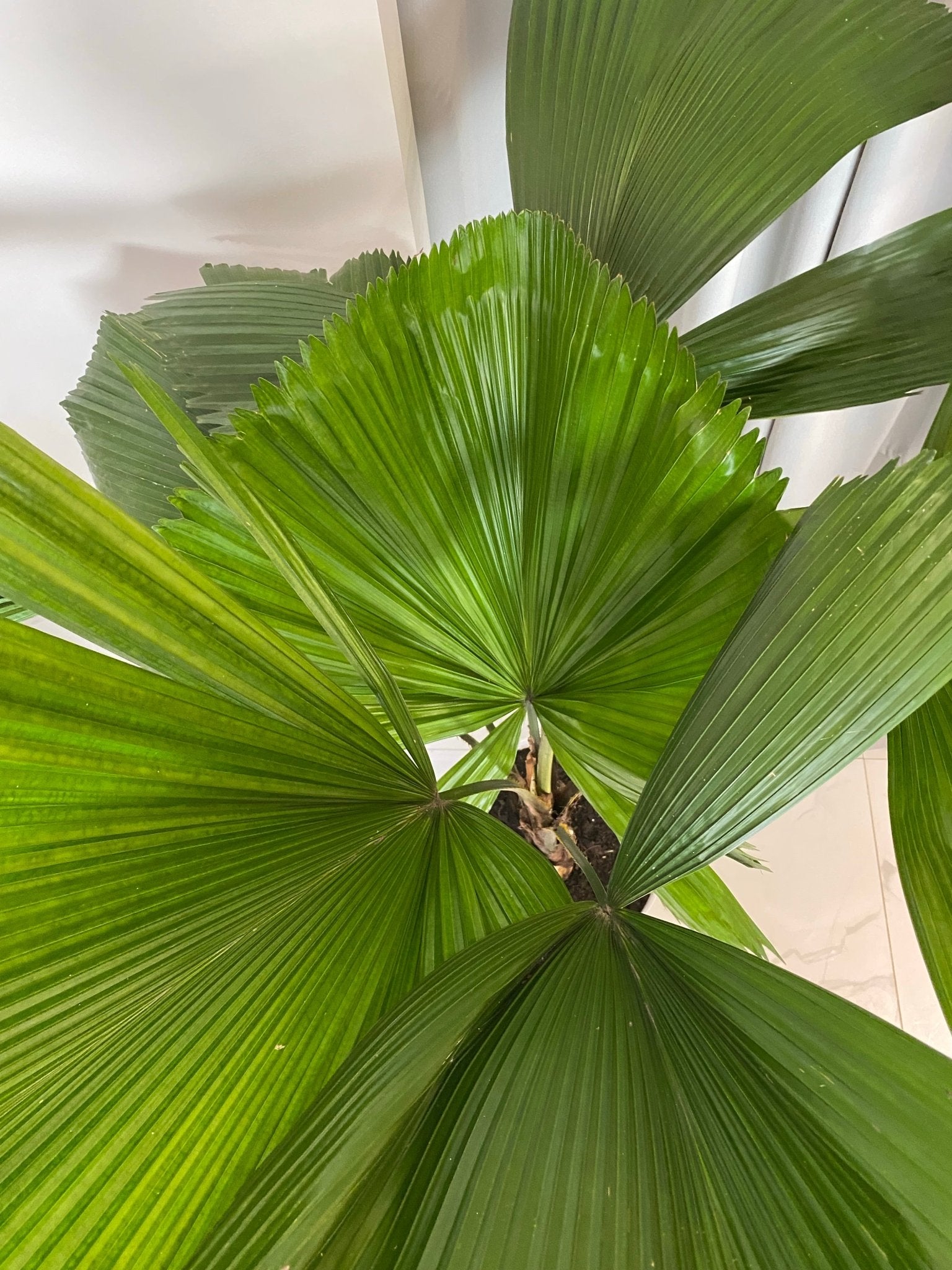 Licuala Palm - Pots For Plants