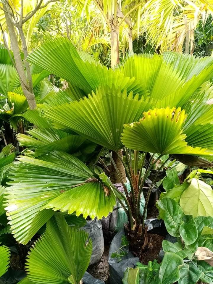 licuala palm plant Licuala Palm – Pots For Plants