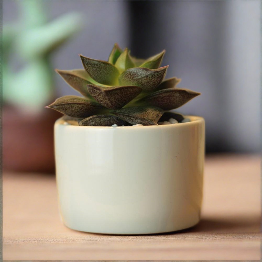 succulent pots for sale philippines PP13 Token Size Cylinder Succulent Pot – Pots For Plants