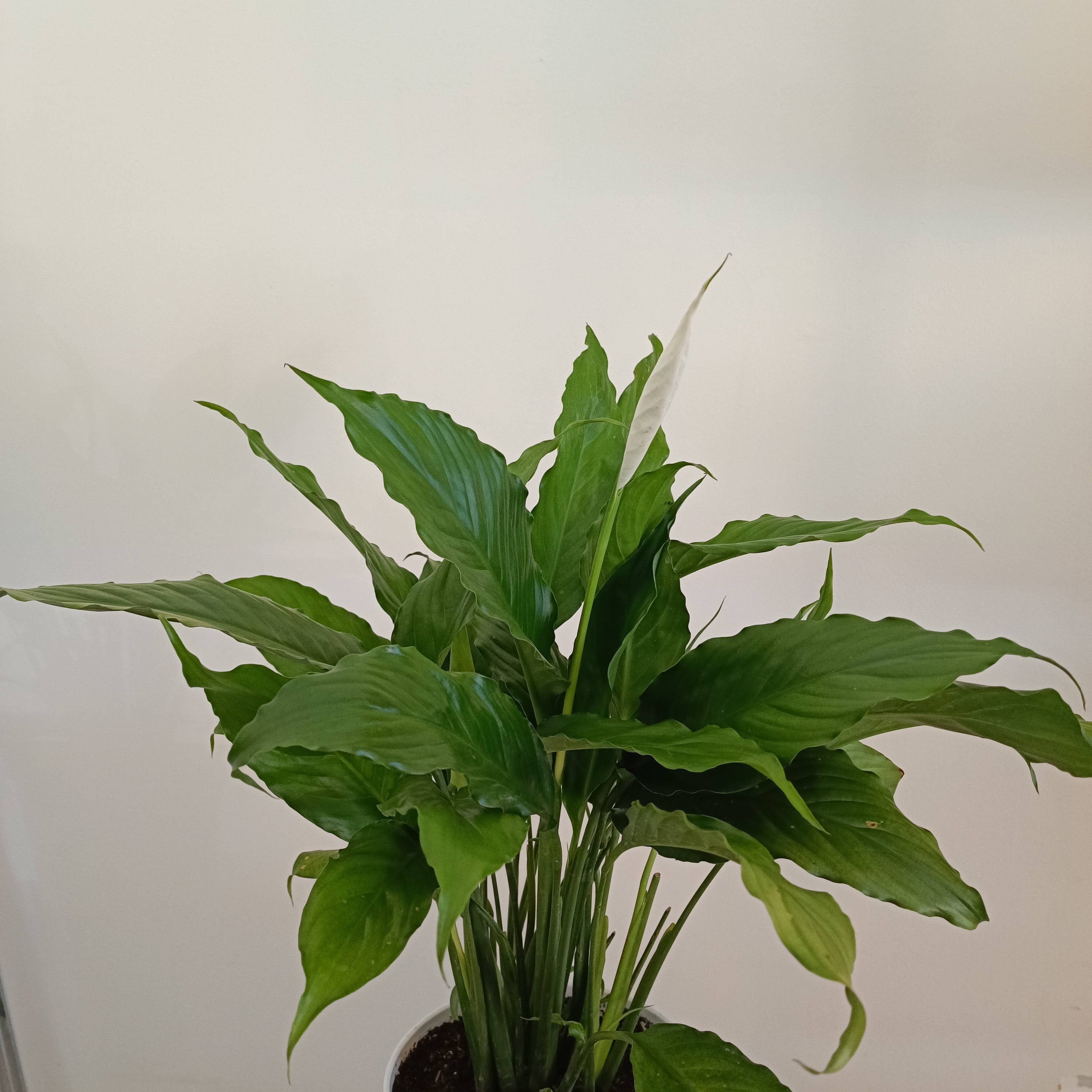 peace lily indoor plants philippines Peace Lily (Spathiphyllum) – Pots For Plants