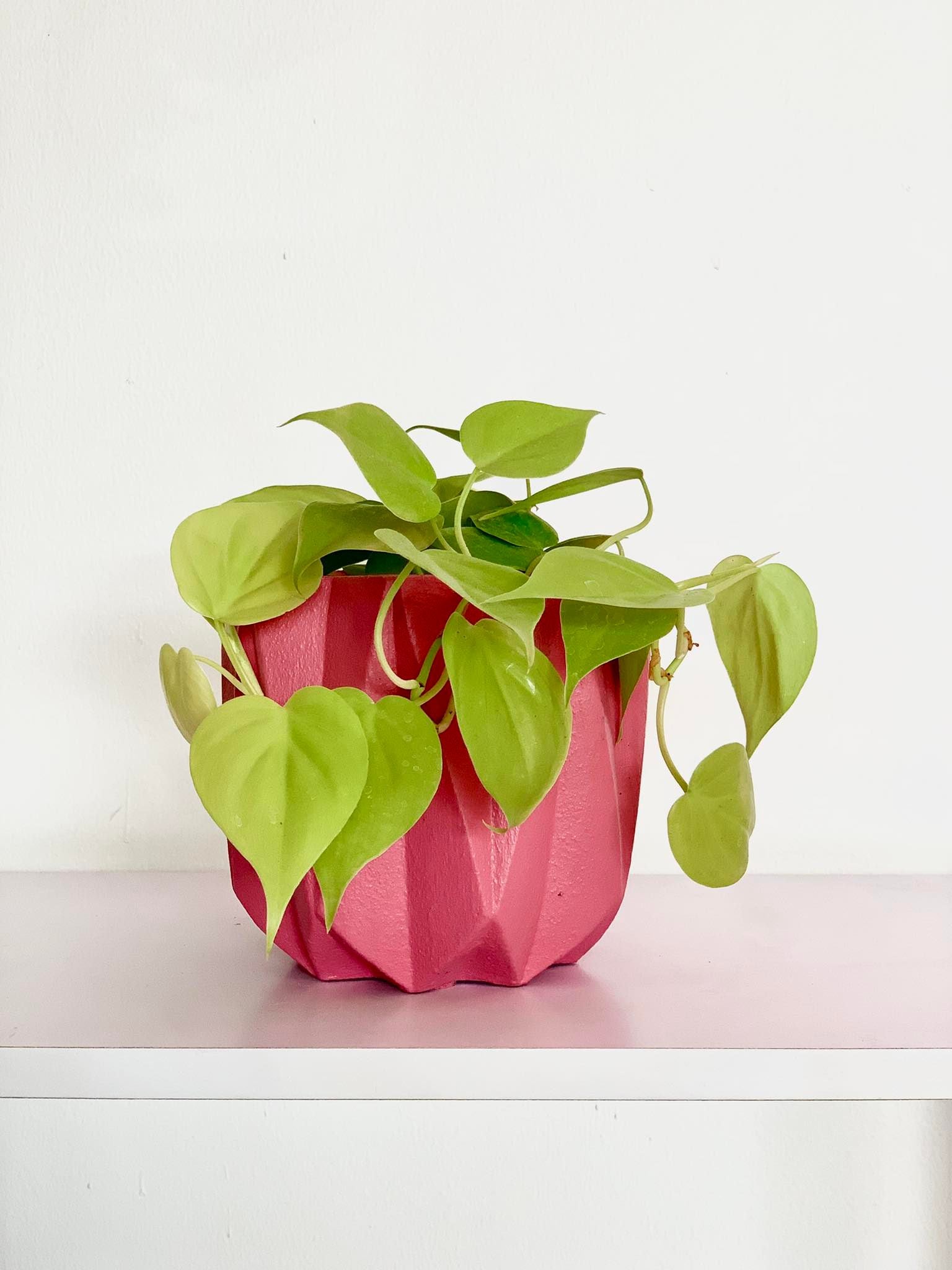 pink heart leaf philodendron Philodendron Heart Leaf – Pots For Plants