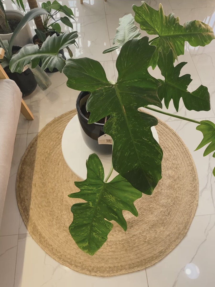 green dragon philodendron price philippines Potted Philodendron Golden Dragon – Pots For Plants