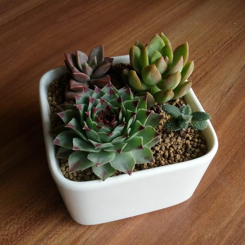succulent pots for sale philippines PP17/80 Square Succulent Desk Pot – Pots For Plants