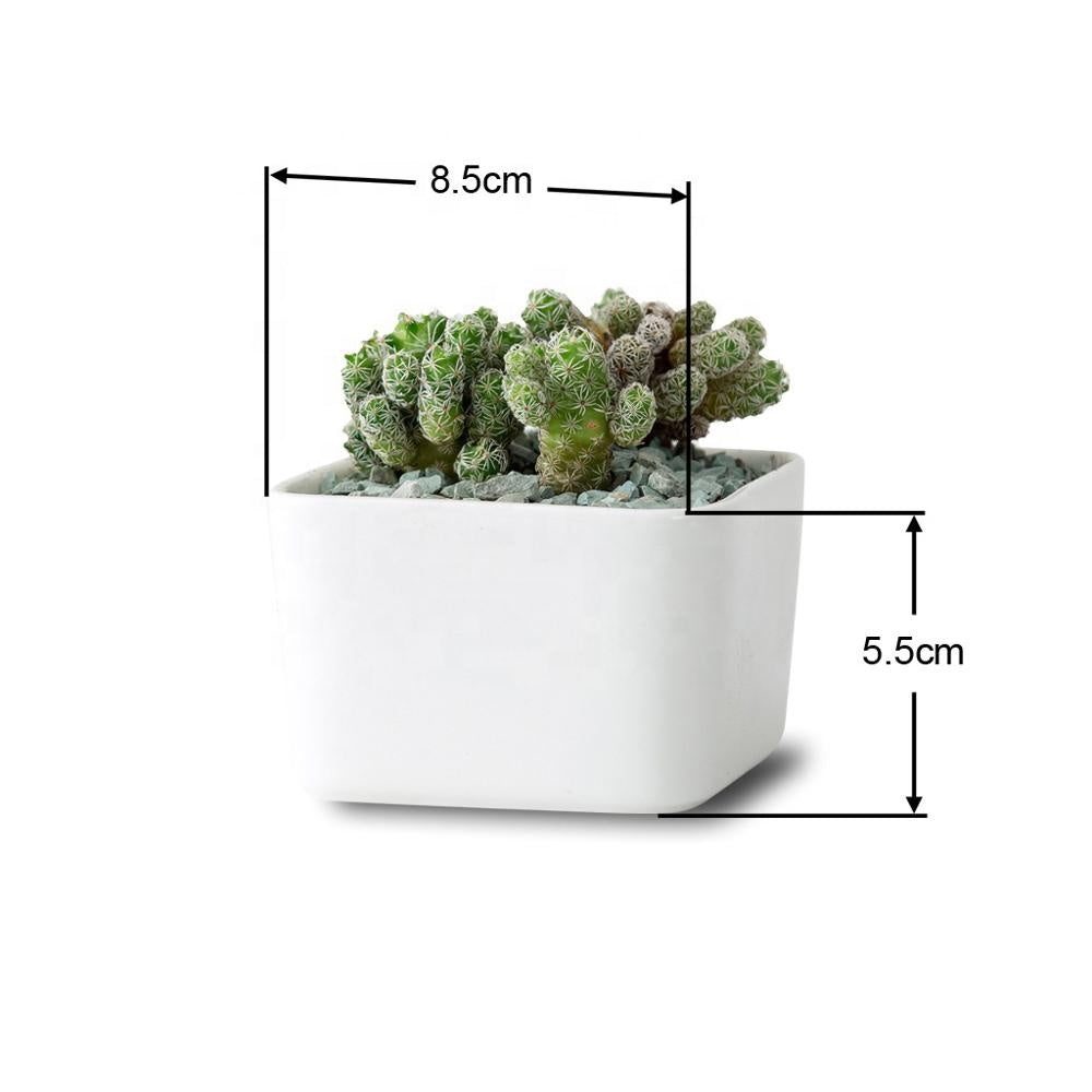 PP17/80 Square Succulent Desk Pot - Pots For Plants