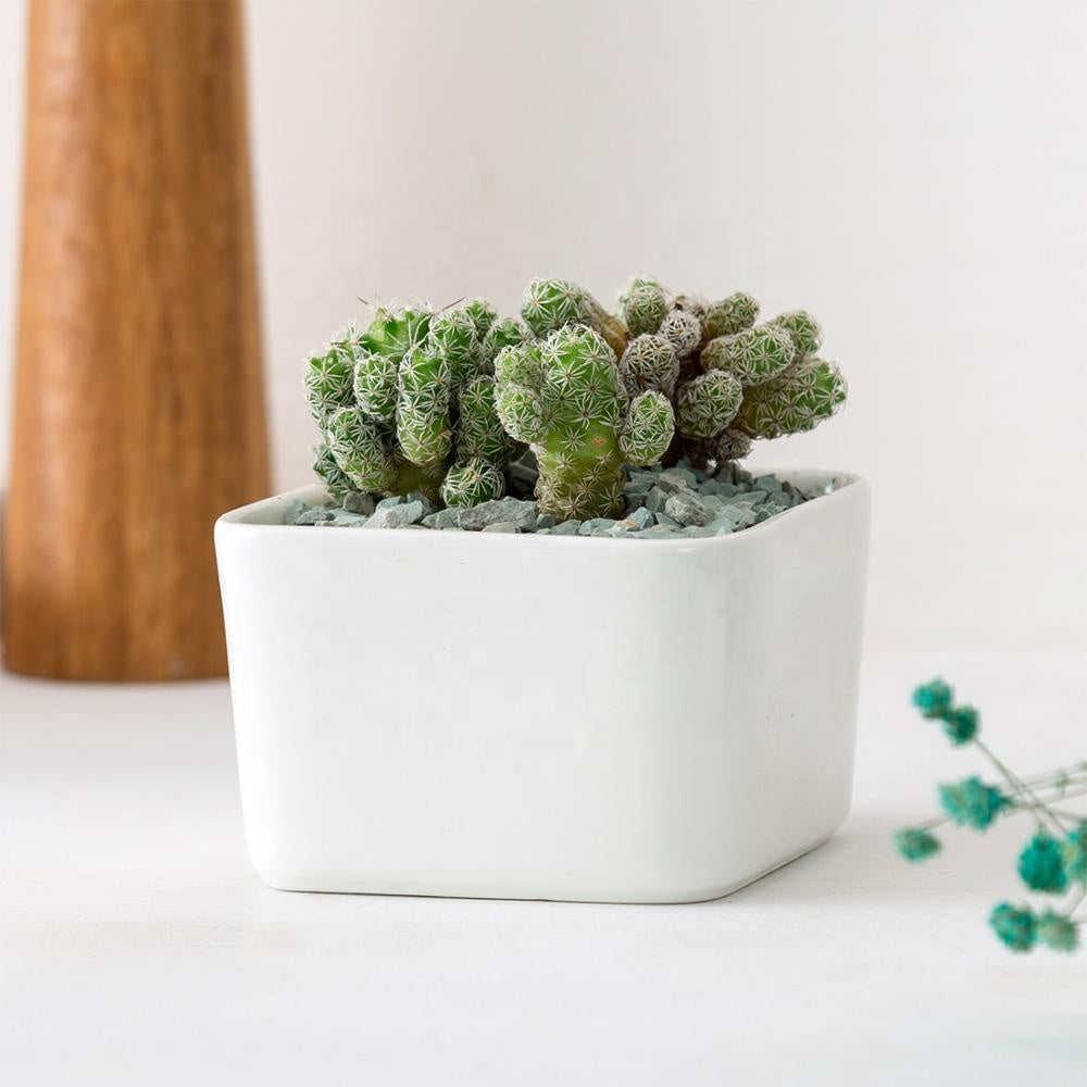succulent pots for sale philippines PP17/80 Square Succulent Desk Pot – Pots For Plants