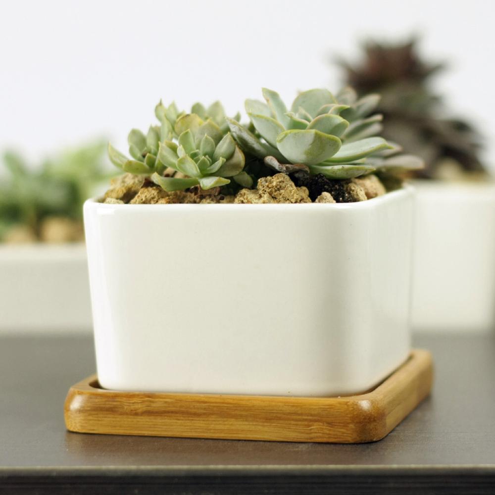 PP17/80 Square Succulent Desk Pot - Pots For Plants