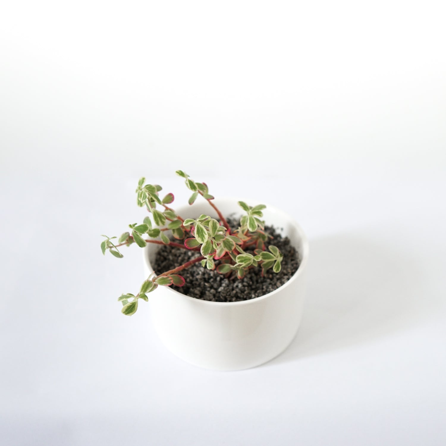 PP12 Short Wide Porcelain Succulent Desk Pot - Pots For Plants