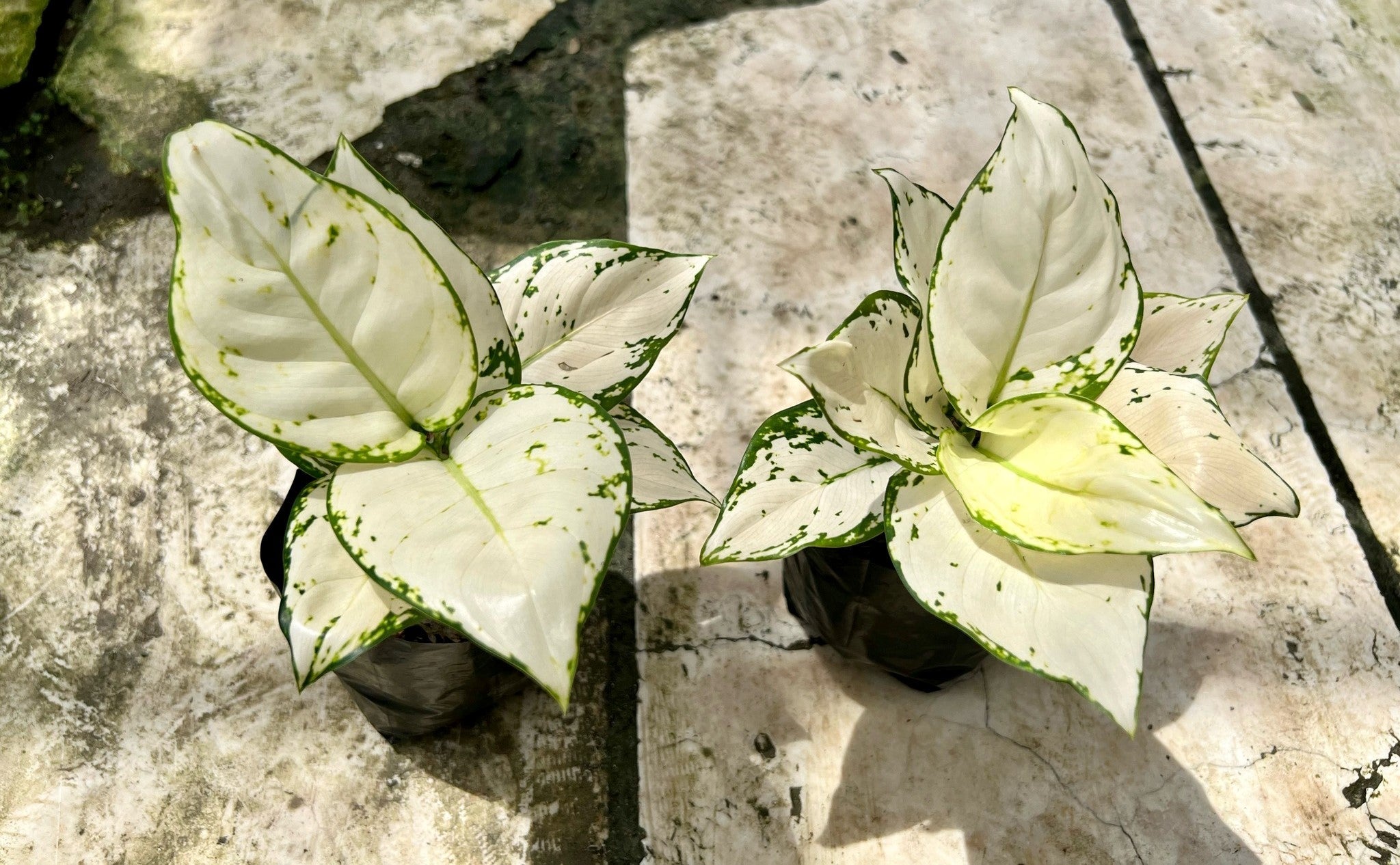 aglaonema philippines Aglaonem Super White – Pots For Plants