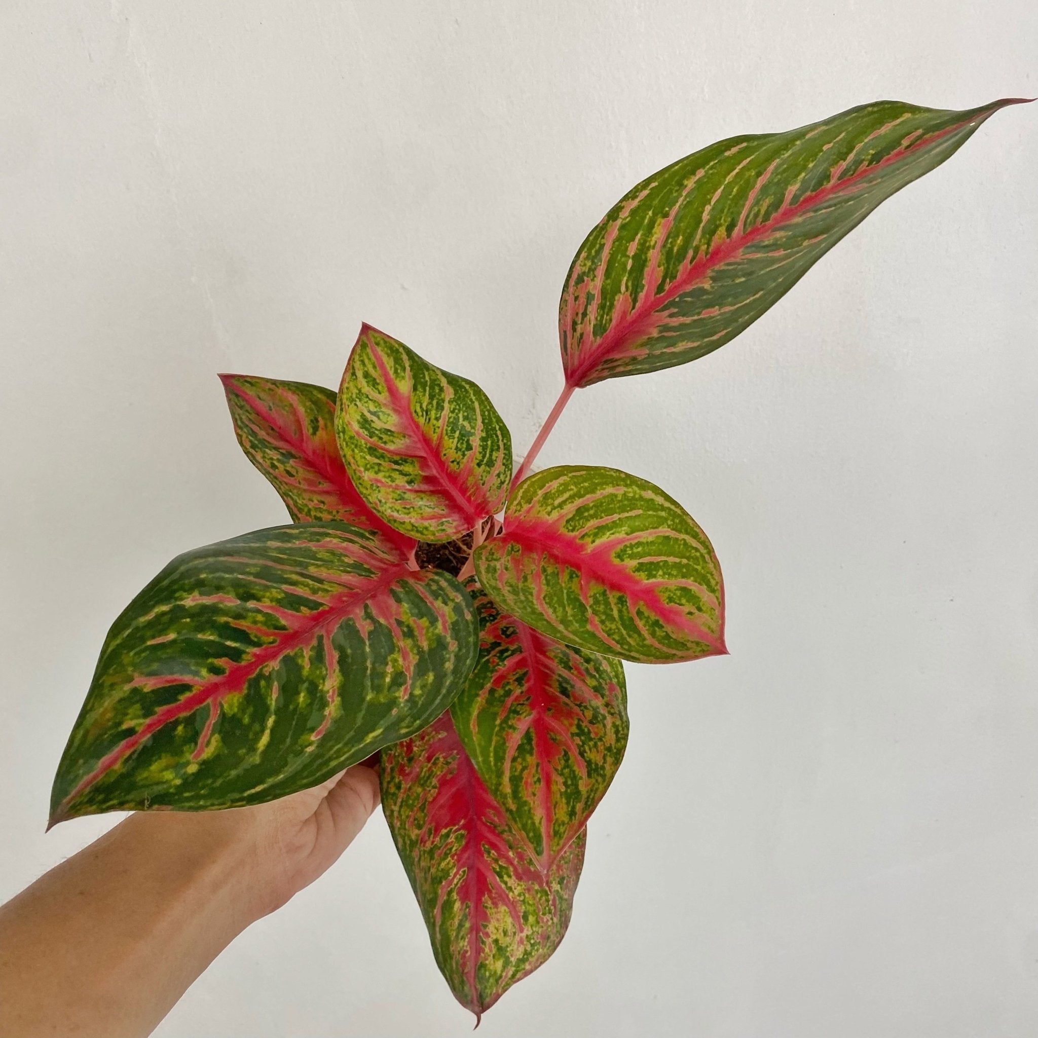 aglaonema plants for sale in cebu Aglaonema Amnard Jaoen – Pots For Plants