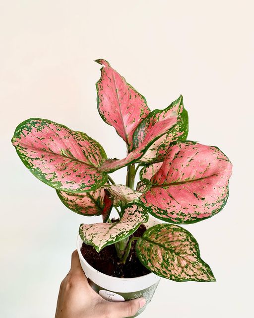 aglaonema anyamanee red Aglaonema Anyamanee Red – Pots For Plants