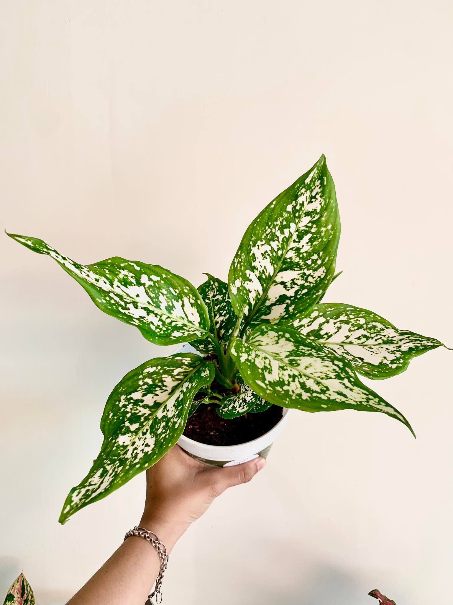 aglaonema anyamanee white Aglaonema Anyamanee White – Pots For Plants