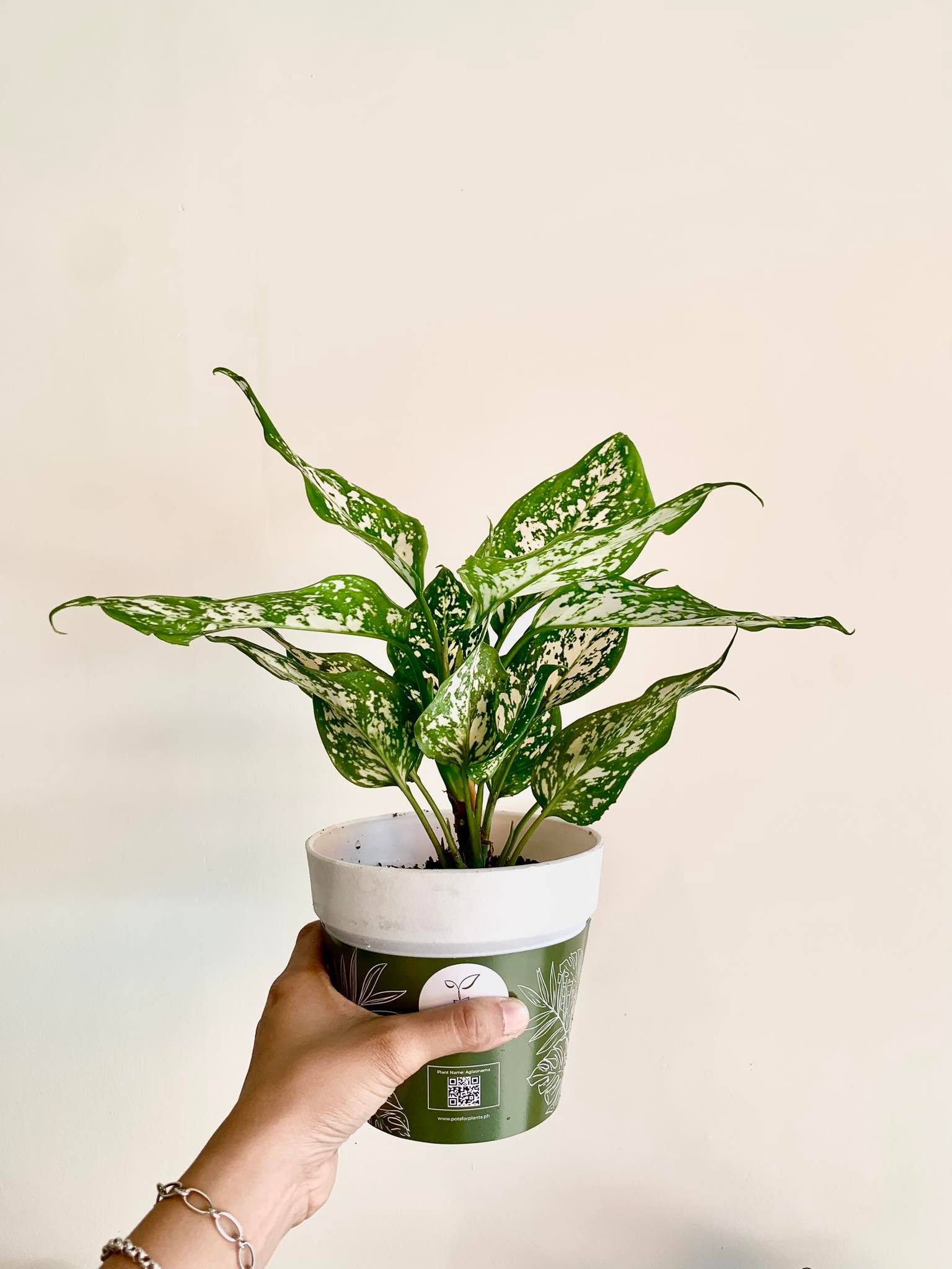 Aglaonema Anyamanee White - Pots For Plants