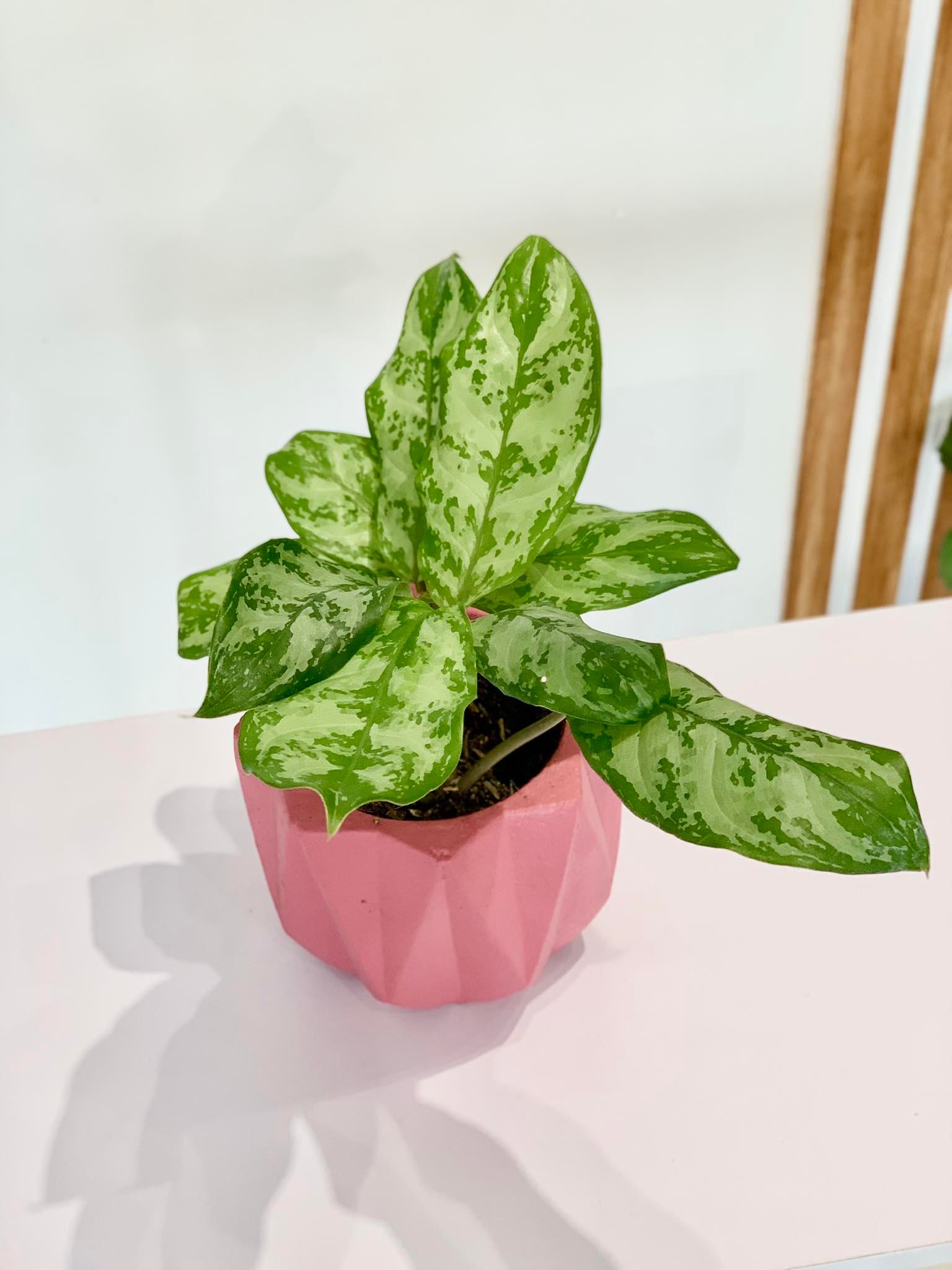 aglaonema symbolism Aglaonema Chinese Evergreen