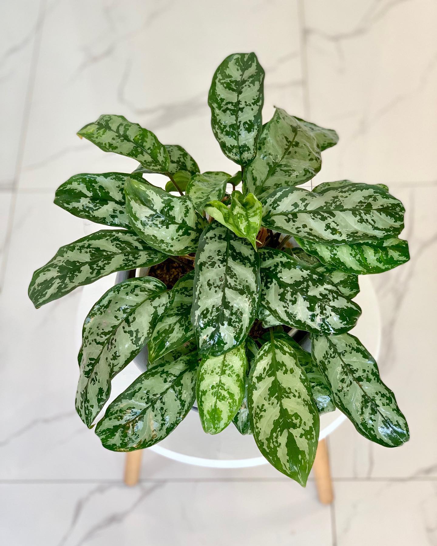 Aglaonema Chinese Evergreen - Pots For Plants