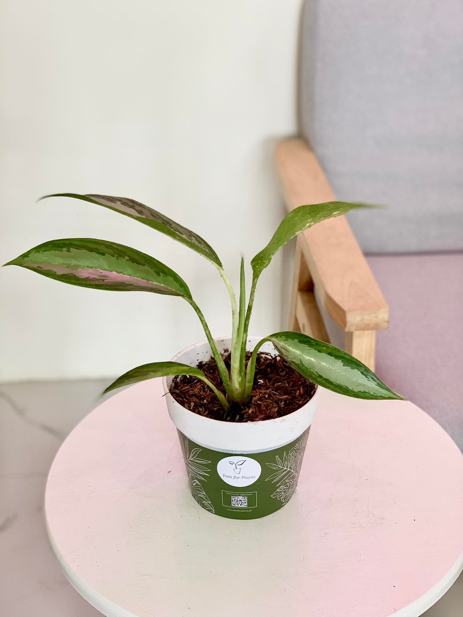 long leaf aglaonema Aglaonema 'Green Long Leaf' – Pots For Plants