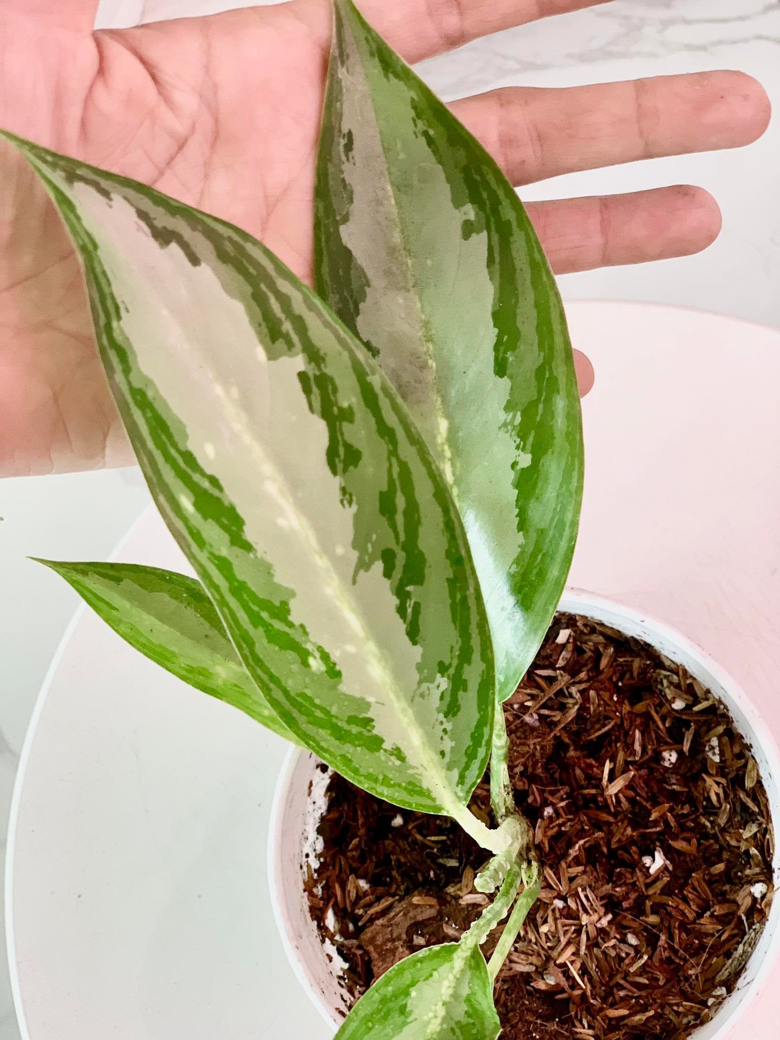 Aglaonema Green Long Leaf - Pots For Plants