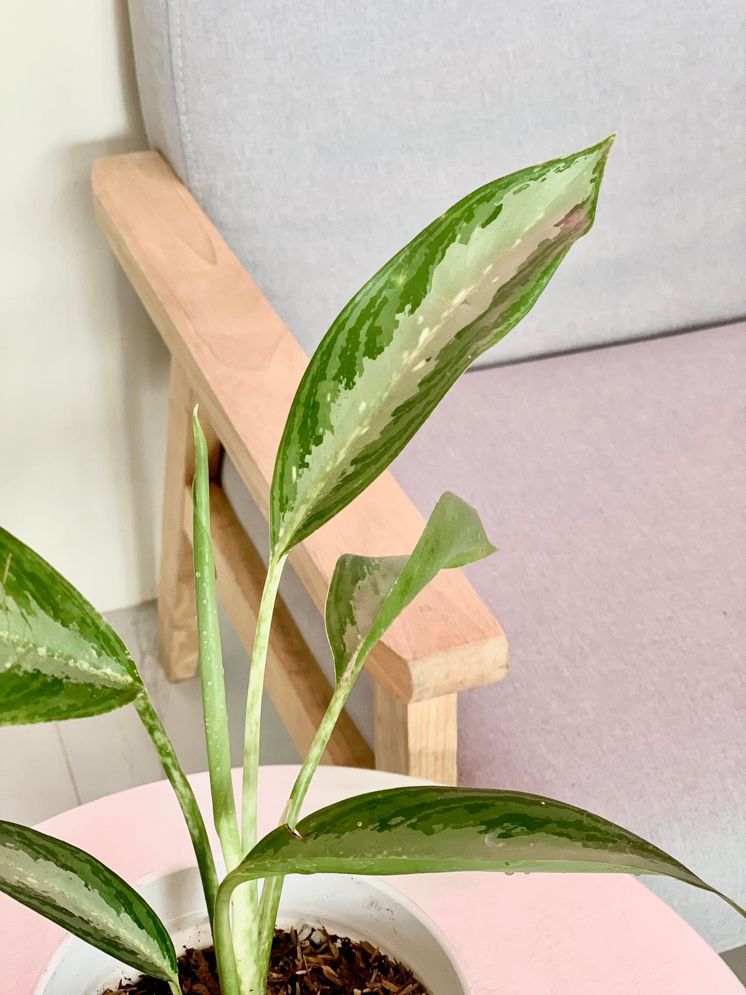 long leaf aglaonema Aglaonema 'Green Long Leaf' – Pots For Plants