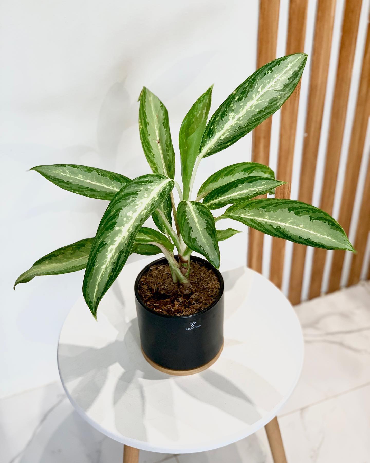 green aglaonema Aglaonema 'Green Long Leaf' – Pots For Plants