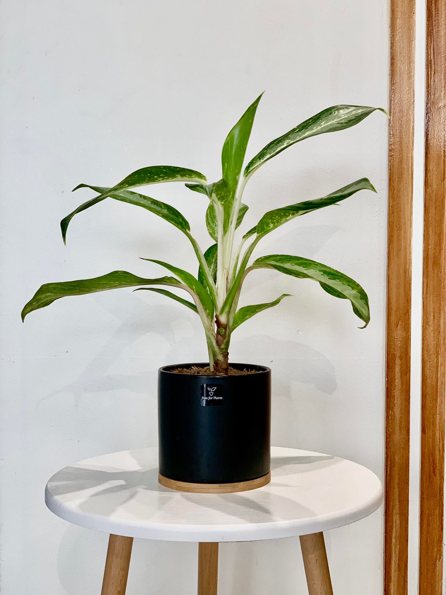 long leaf aglaonema Aglaonema 'Green Long Leaf' – Pots For Plants