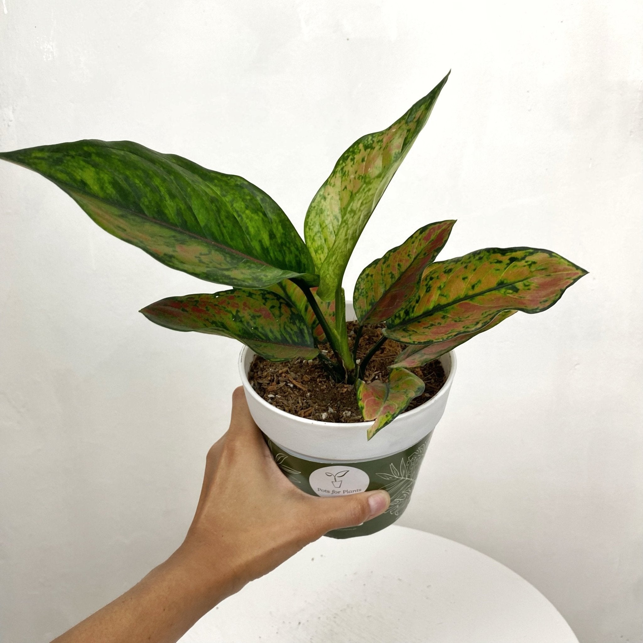 Aglaonema 'Heng Heng' - Pots For Plants