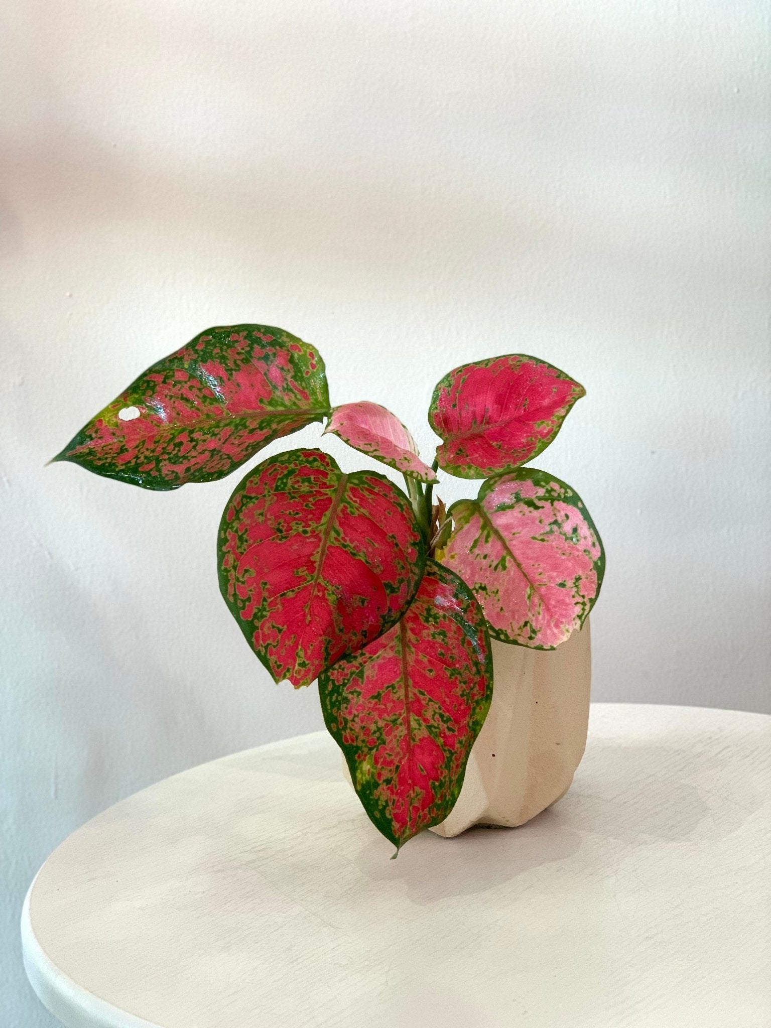 aglaonema pink komkoon Aglaonema Kamkoon Orange – Pots For Plants