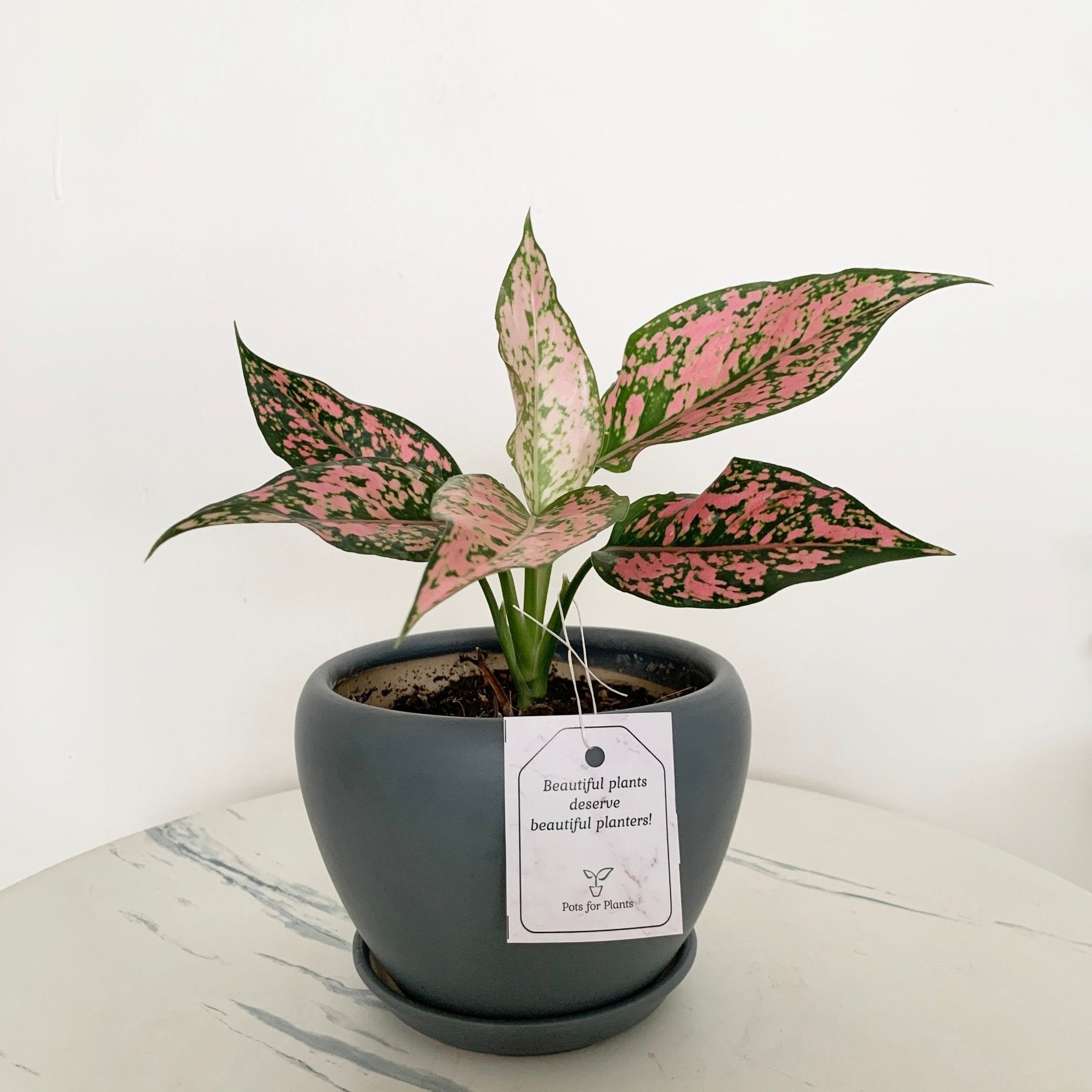 Aglaonema Kamkoon Orange - Pots For Plants