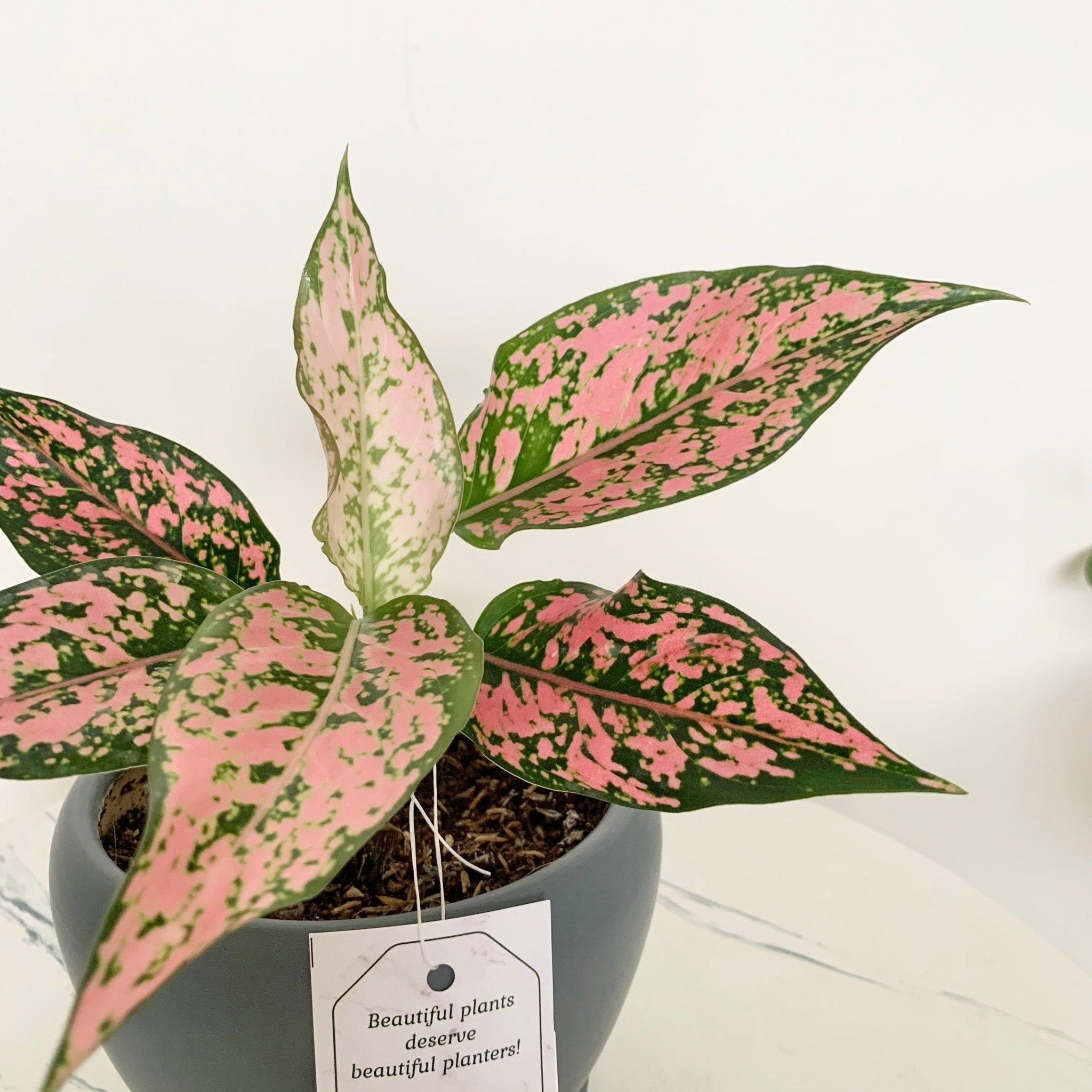 orange aglaonema Aglaonema Kamkoon Orange – Pots For Plants