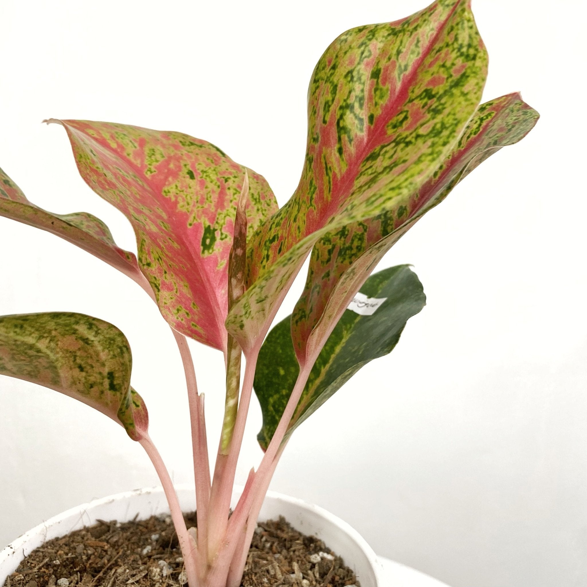 aglaonema soil ph Aglaonema Kwagsub – Pots For Plants