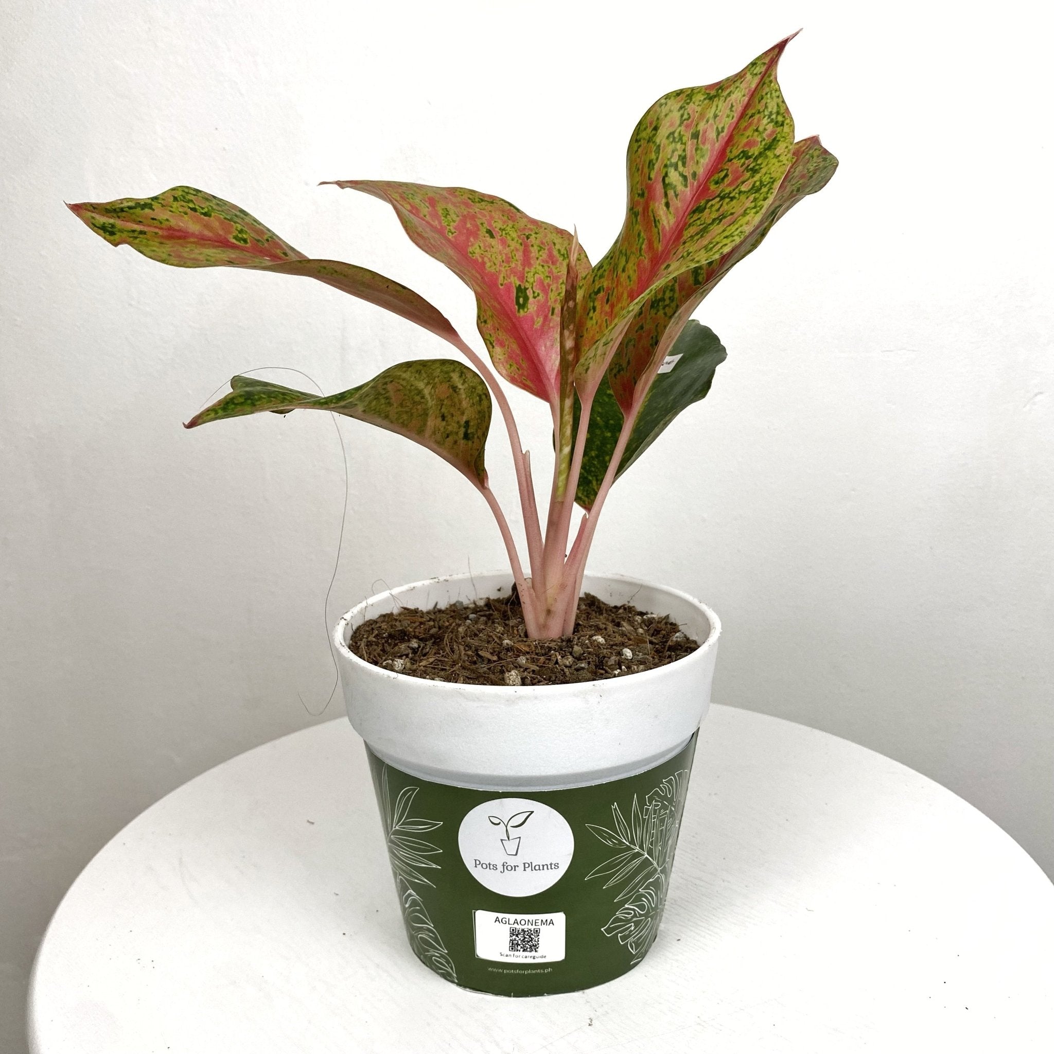 Aglaonema Kwagsub - Pots For Plants