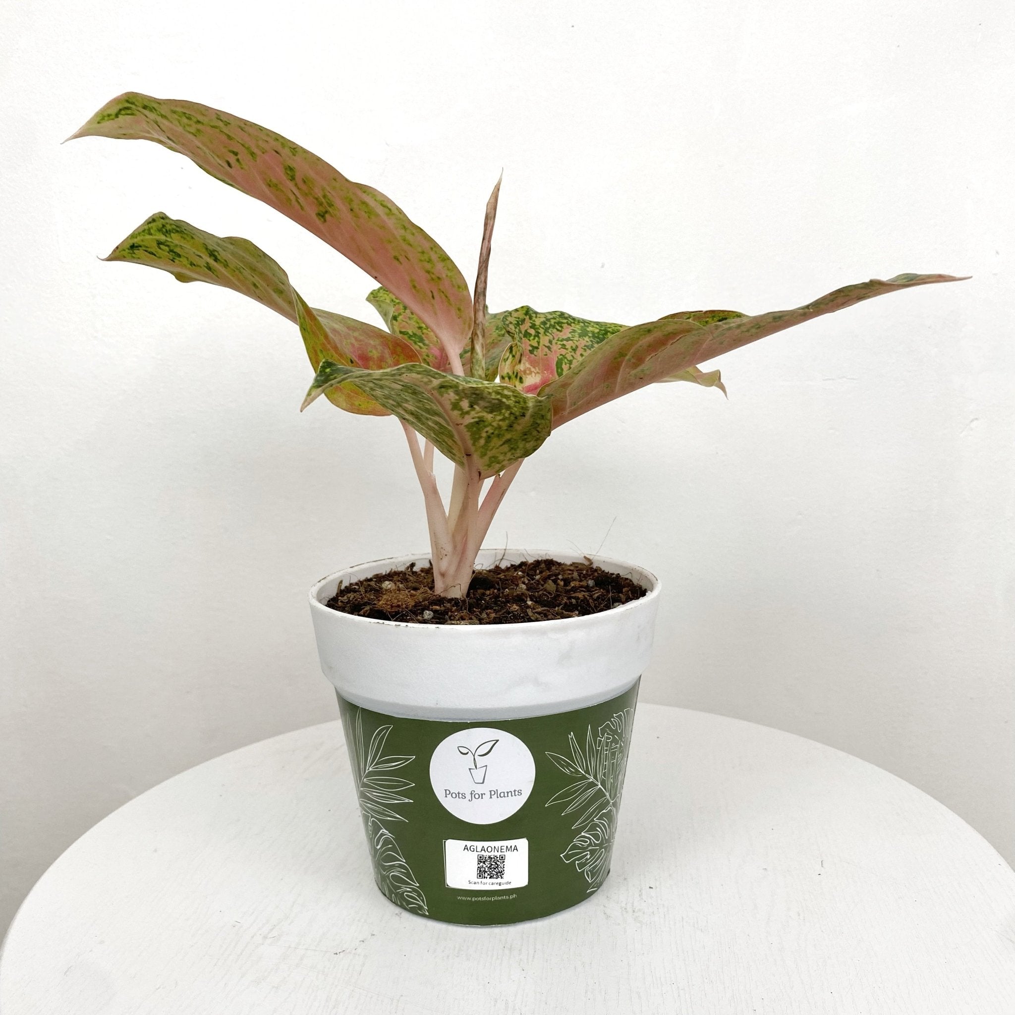 Aglaonema 'Laksub' - Pots For Plants