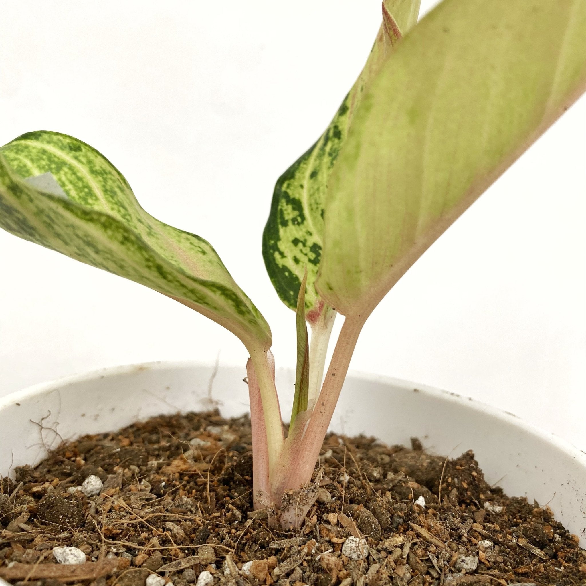 aglaonema soil ph Aglaonema Lucky – Pots For Plants