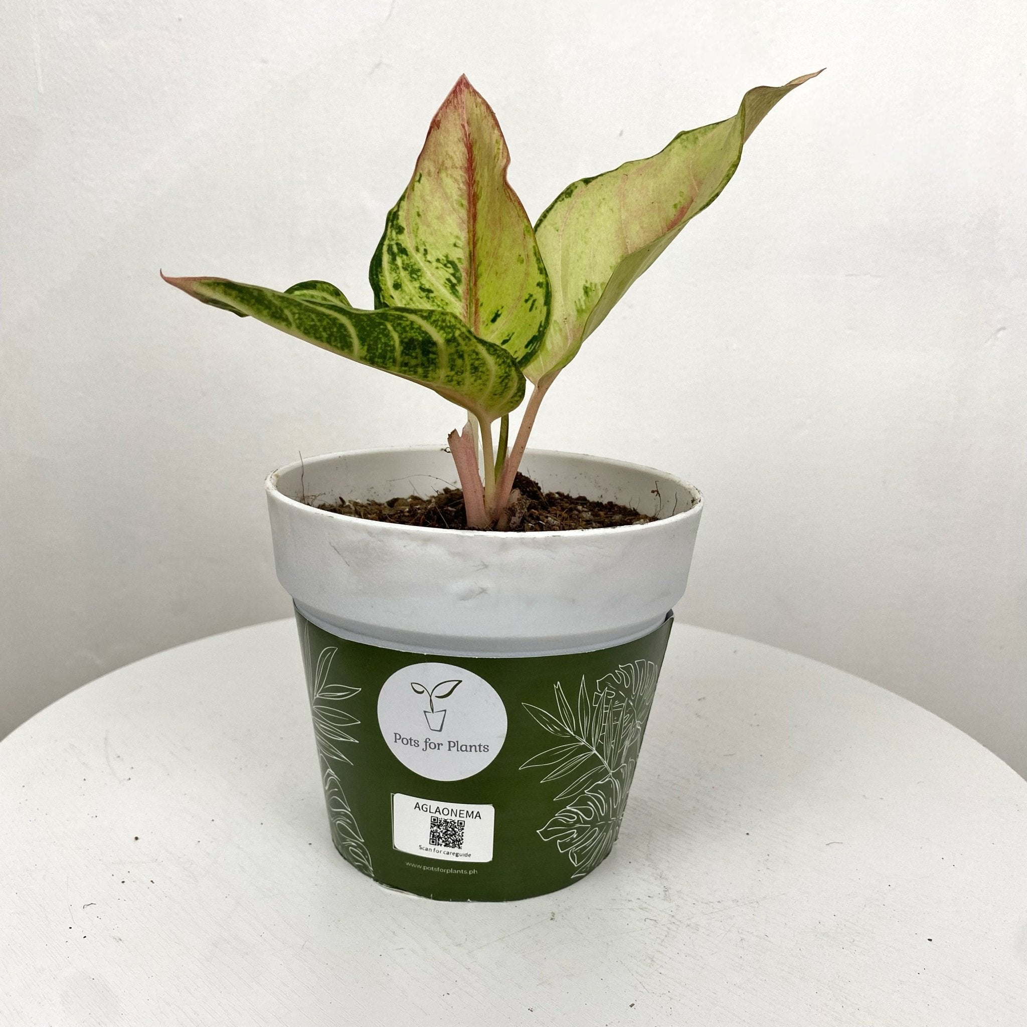 Aglaonema Lucky - Pots For Plants