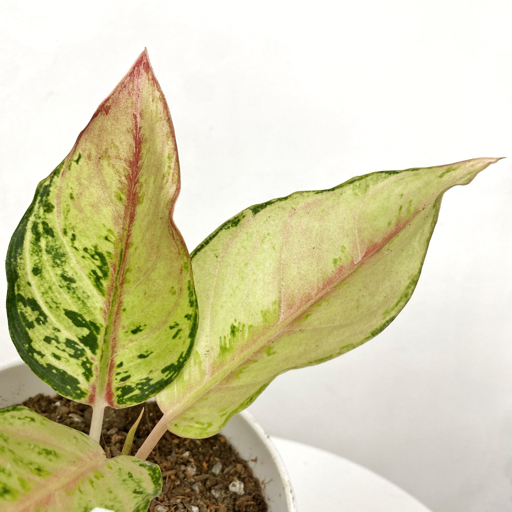 aglaonema lucky Aglaonema Lucky – Pots For Plants
