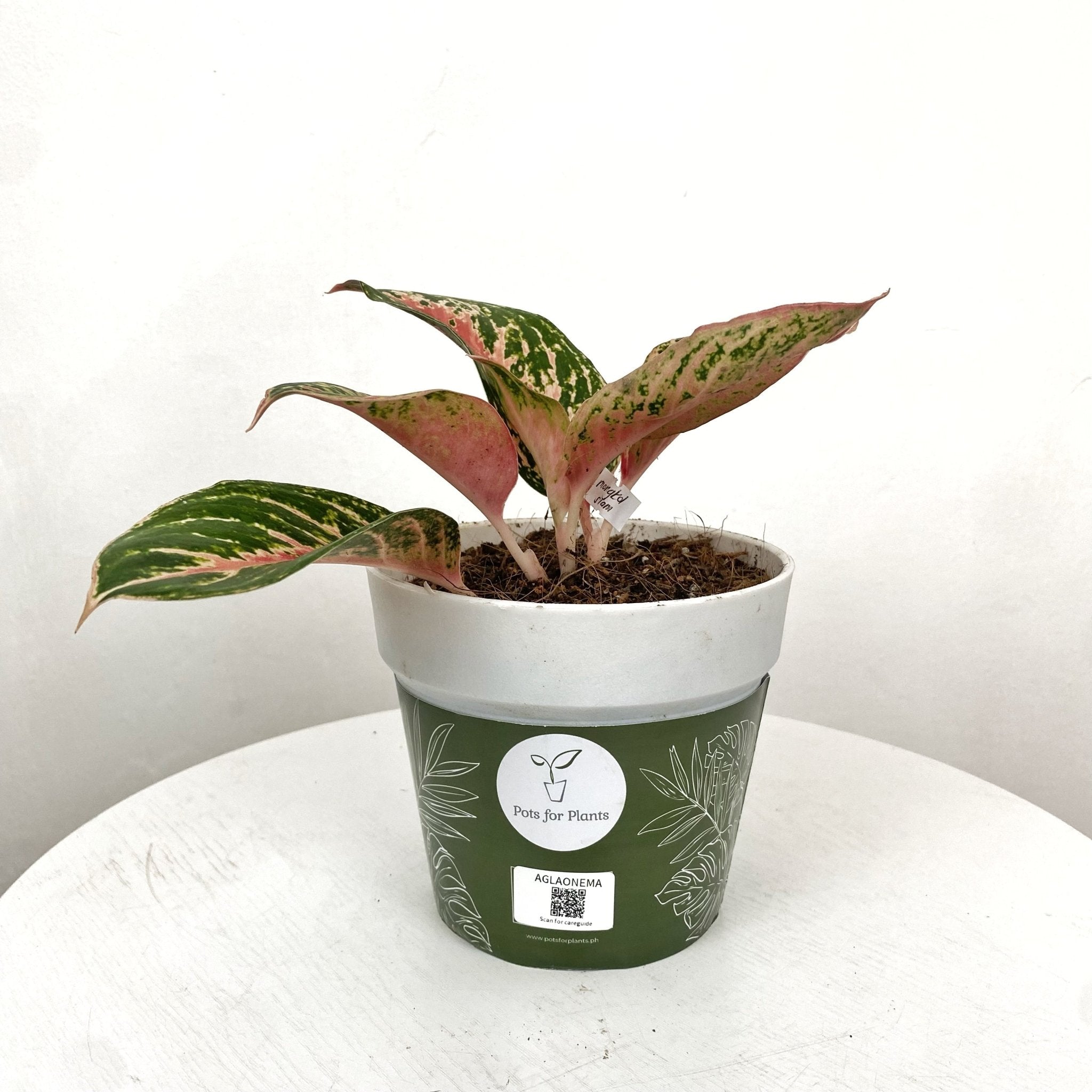 Aglaonema Mongkol Siam - Pots For Plants