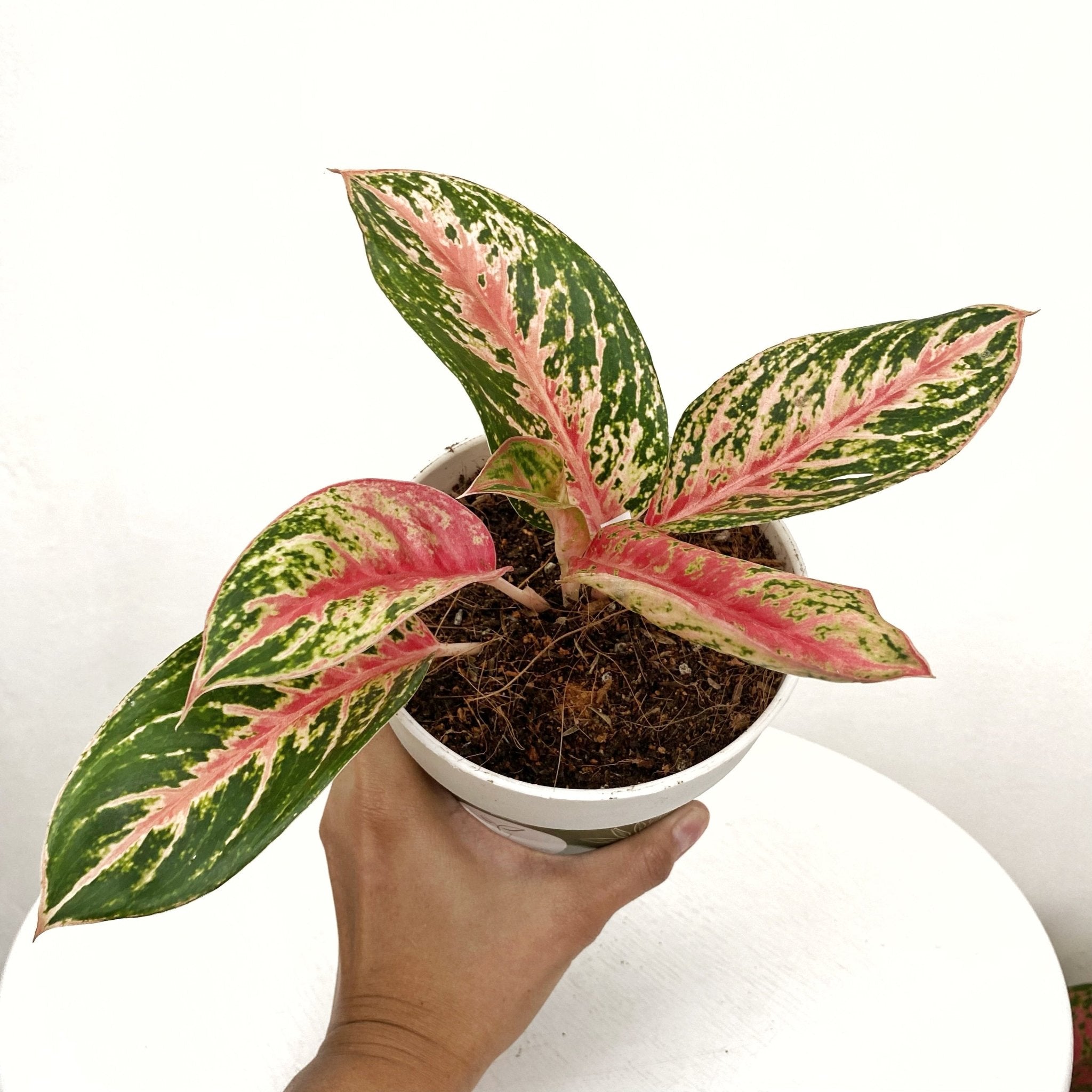 aglaonema mongkron yoke Aglaonema Mongkol Siam – Pots For Plants