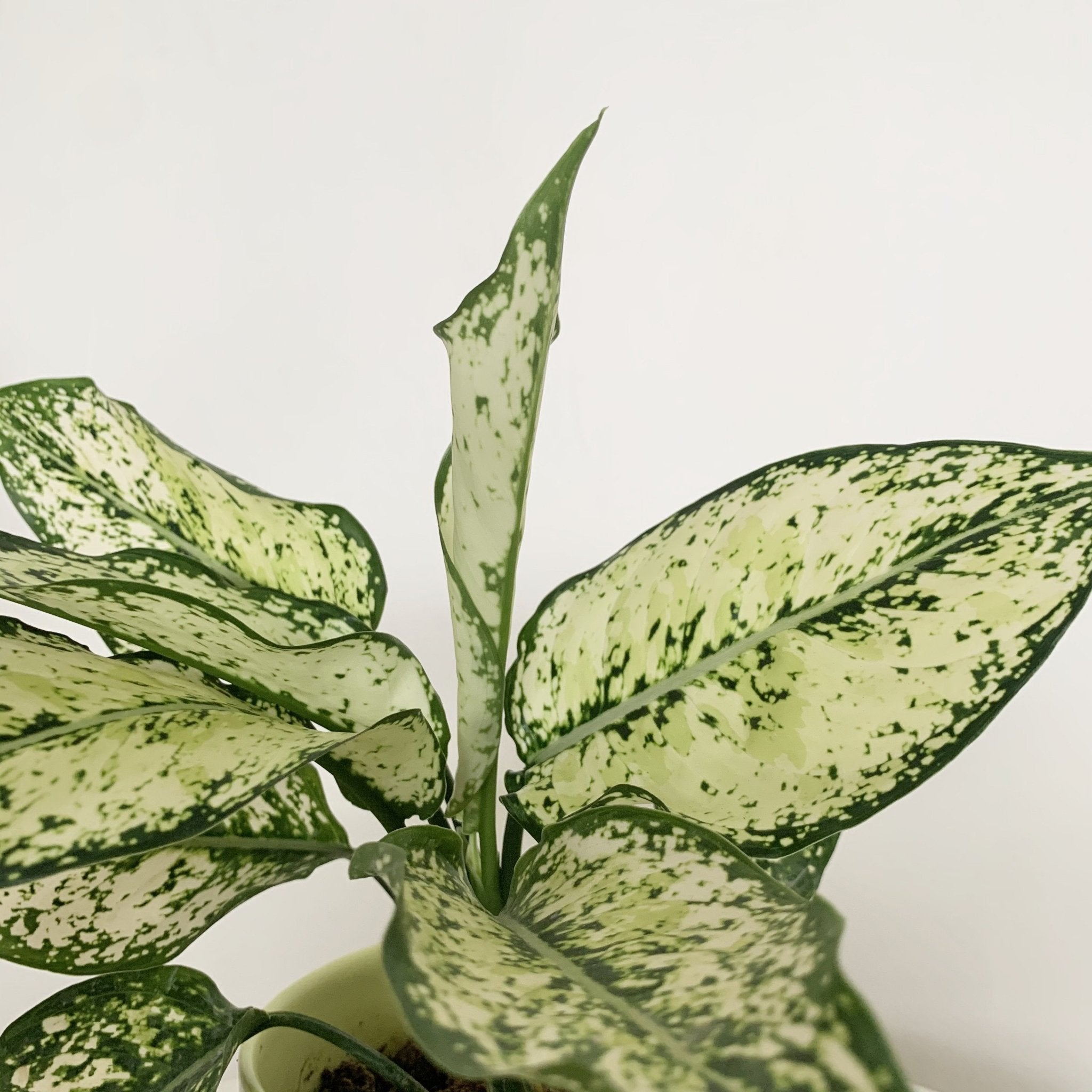 aglaonema fetch nam neung Aglaonema Phet Nam Nung – Pots For Plants