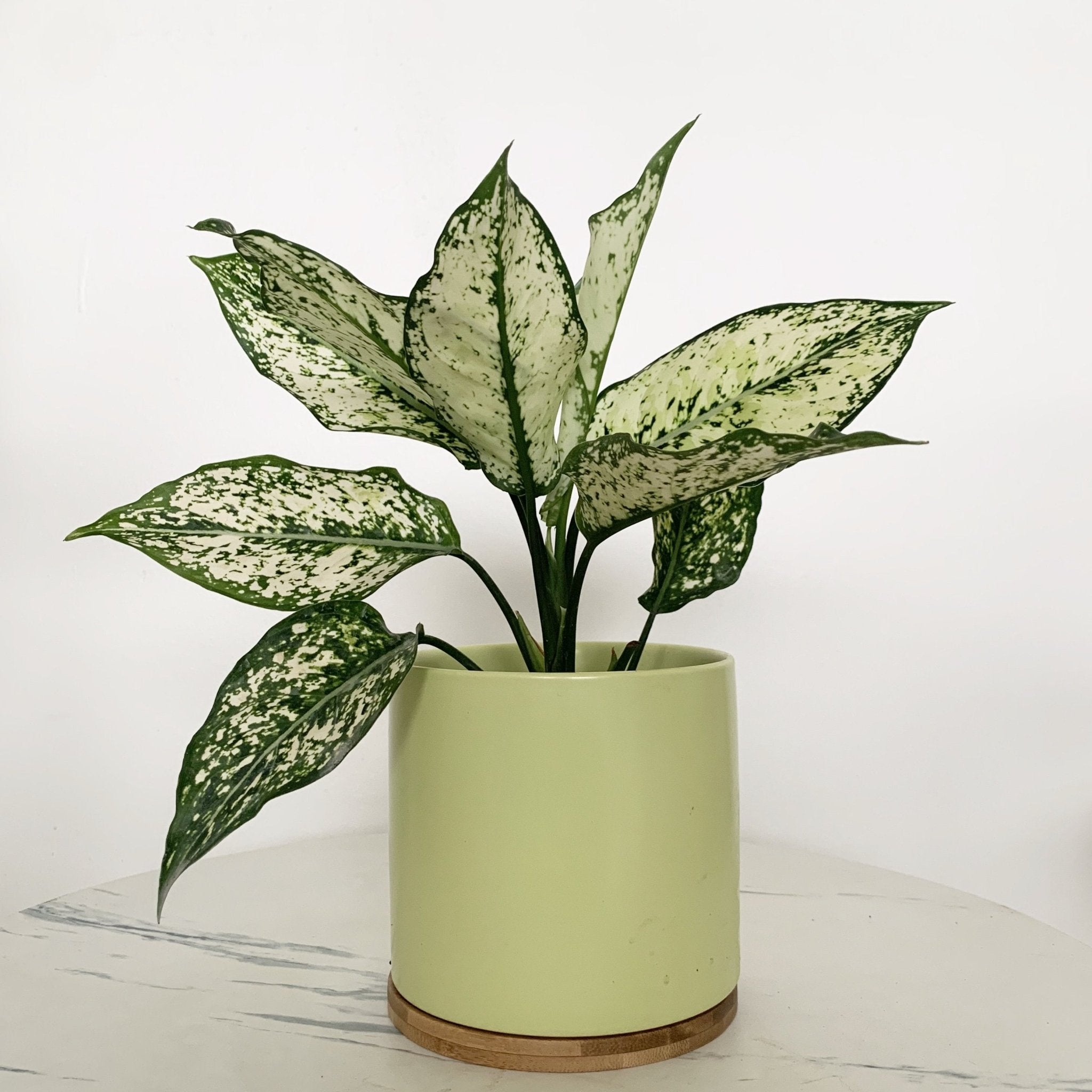 aglaonema fetch nam neung Aglaonema Phet Nam Nung – Pots For Plants