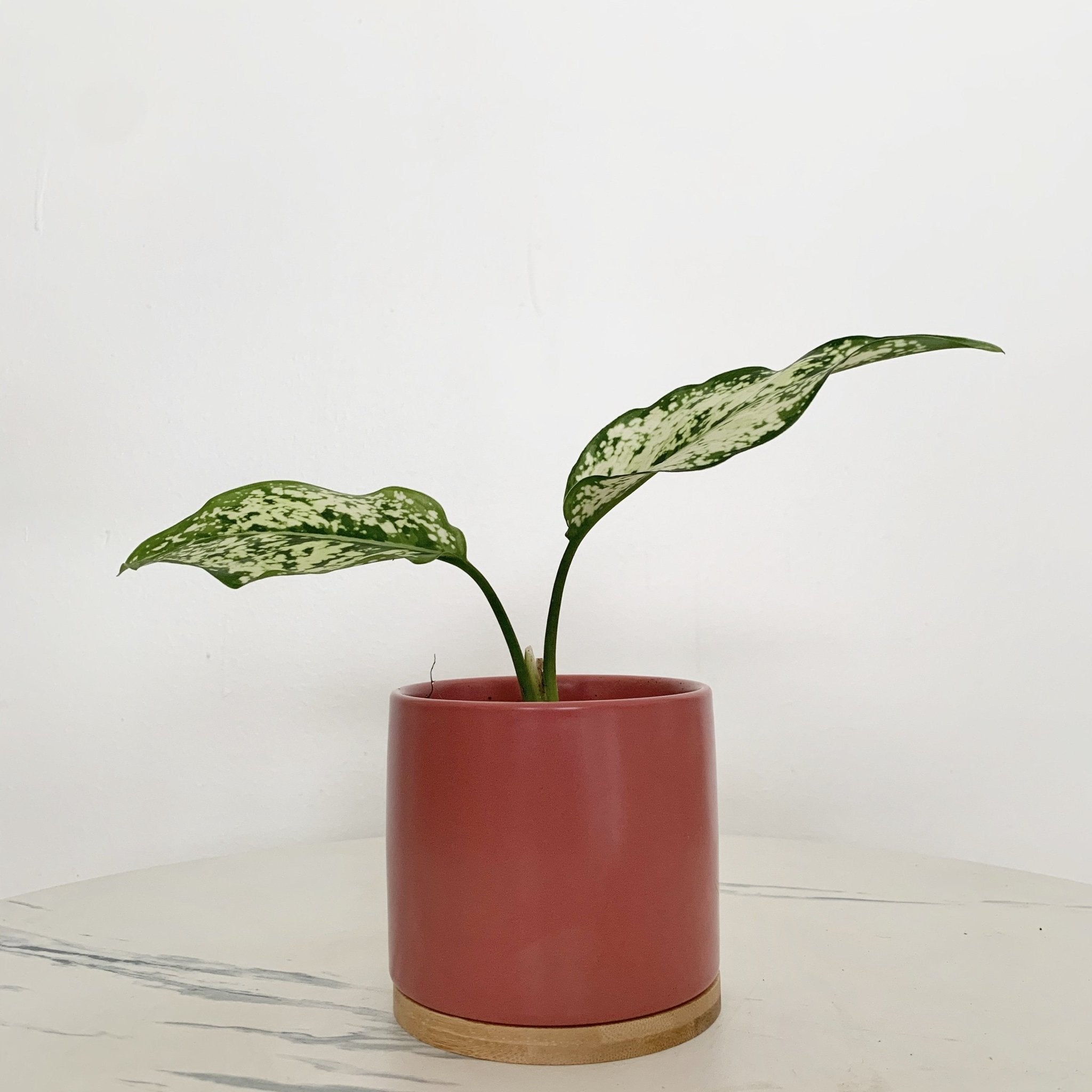 aglaonema fetch nam neung Aglaonema Phet Nam Nung – Pots For Plants