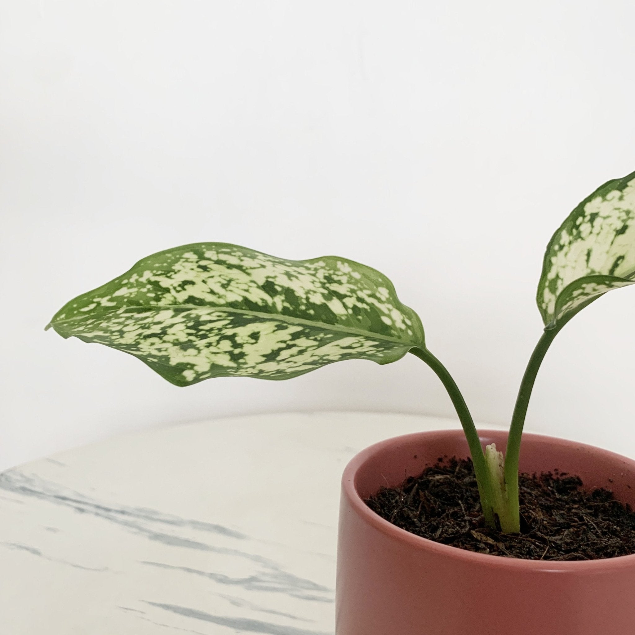 aglaonema soil ph Aglaonema Phet Nam Nung – Pots For Plants