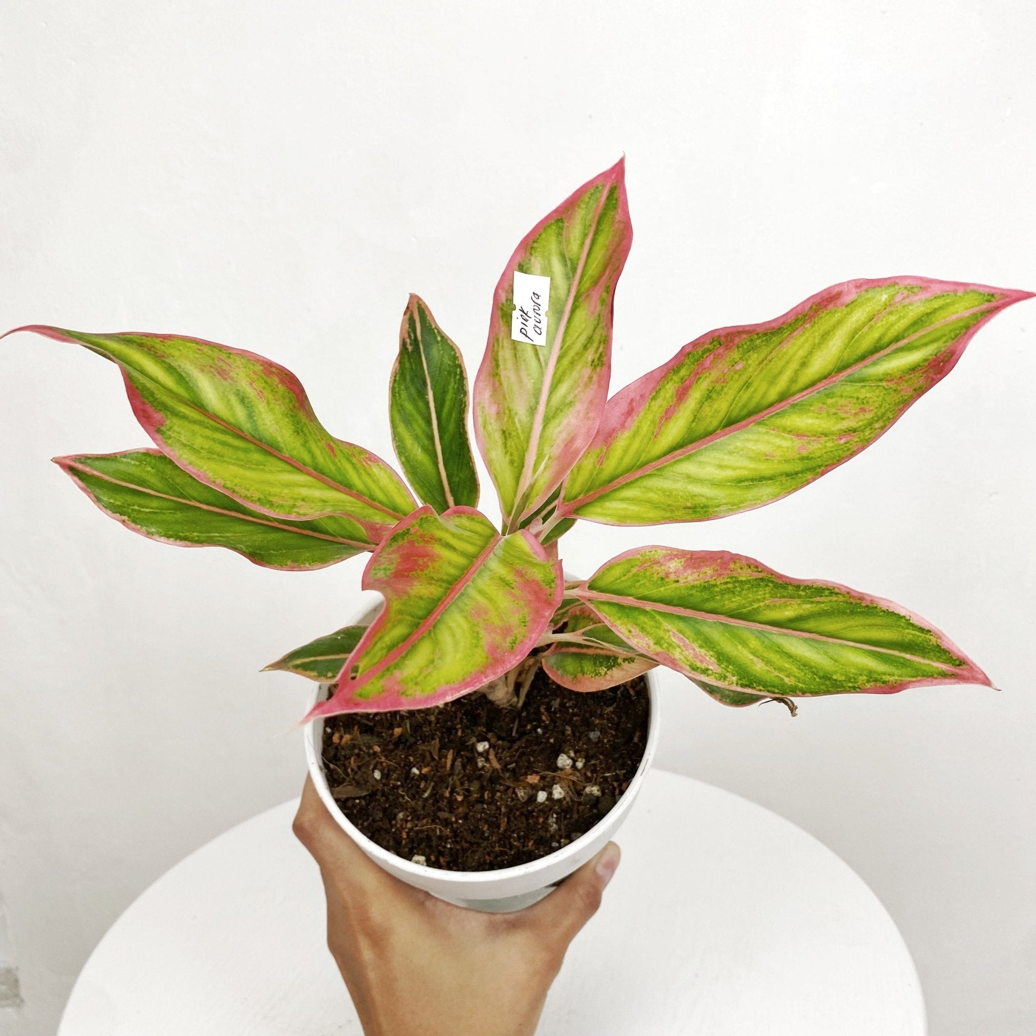 Aglaonema 'Pink Aurora' - Pots For Plants
