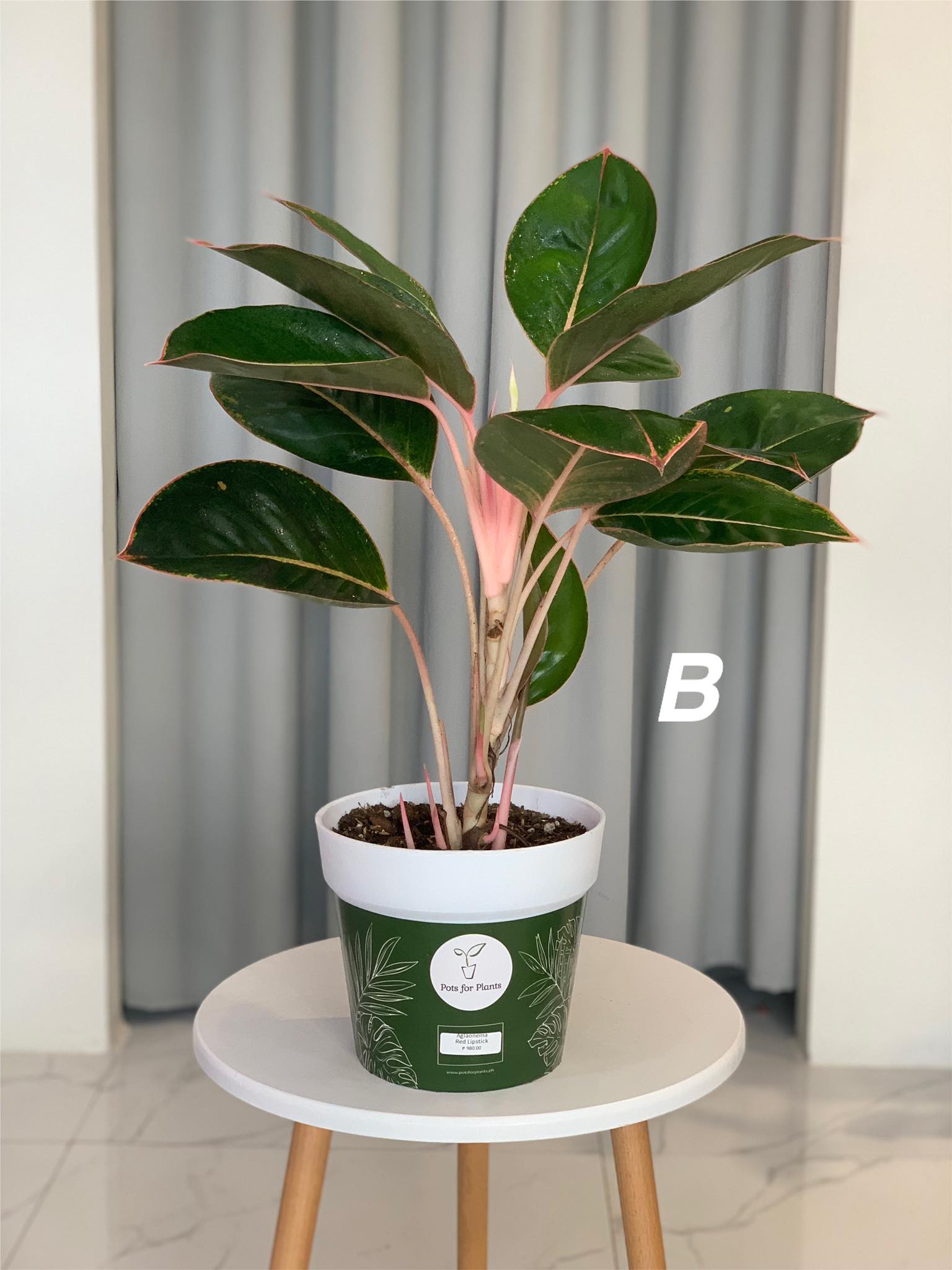 aglaonema lipstick pink Aglaonema Pink Lipstick – Pots For Plants