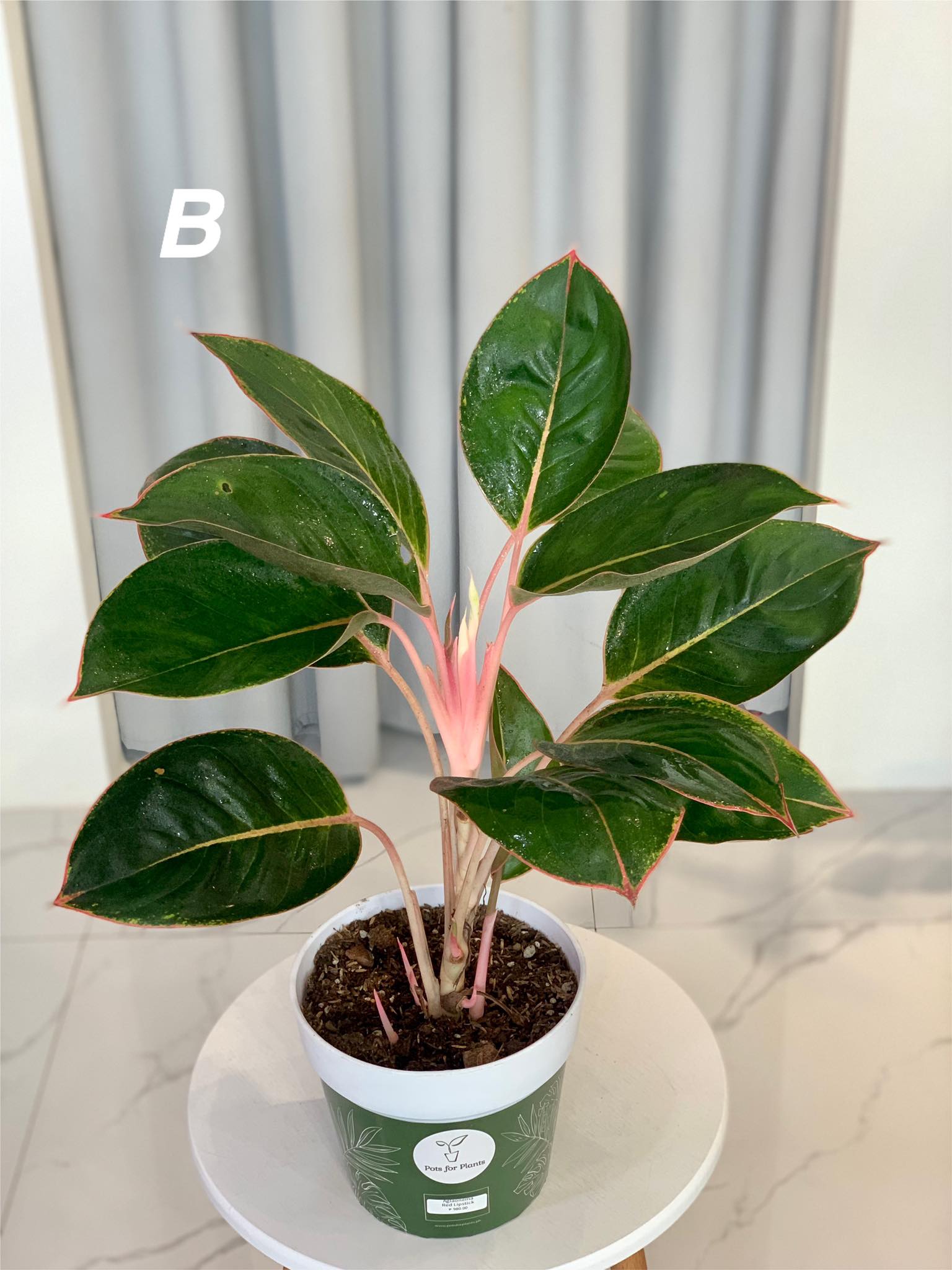 aglaonema pink lipstick plant Aglaonema Pink Lipstick – Pots For Plants