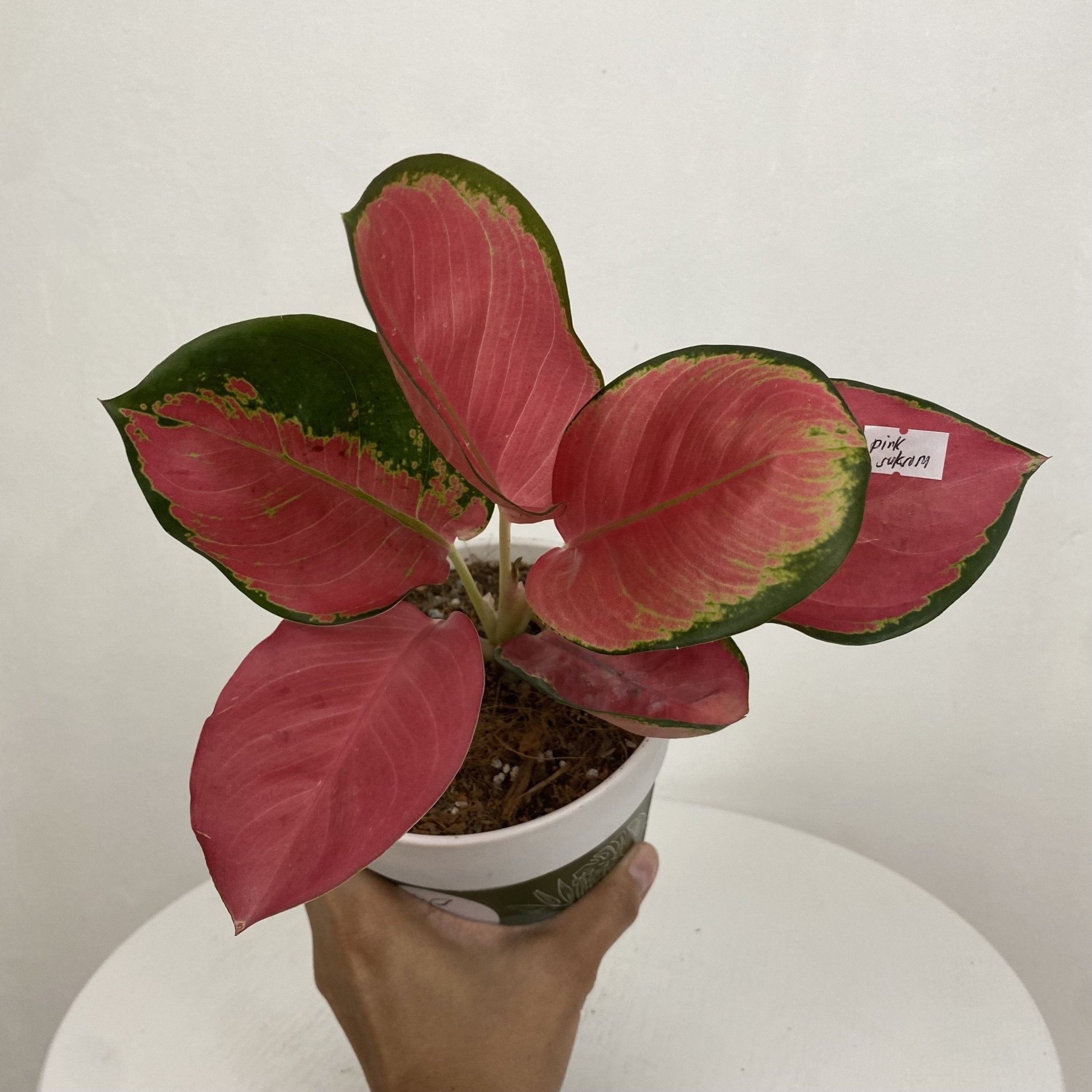 pink suksom aglaonema Aglaonema Pink Suksom – Pots For Plants