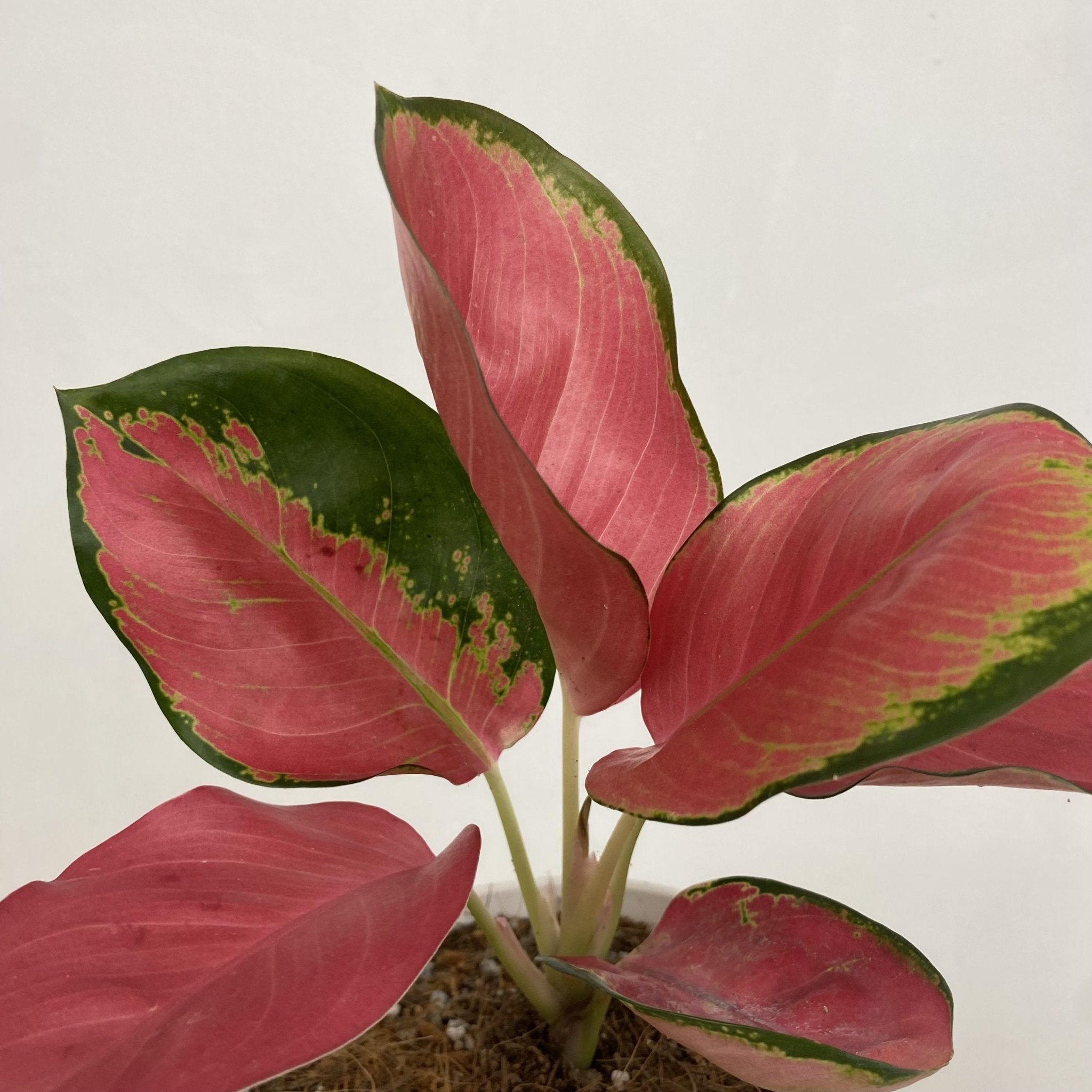 Aglaonema Pink Suksom - Pots For Plants