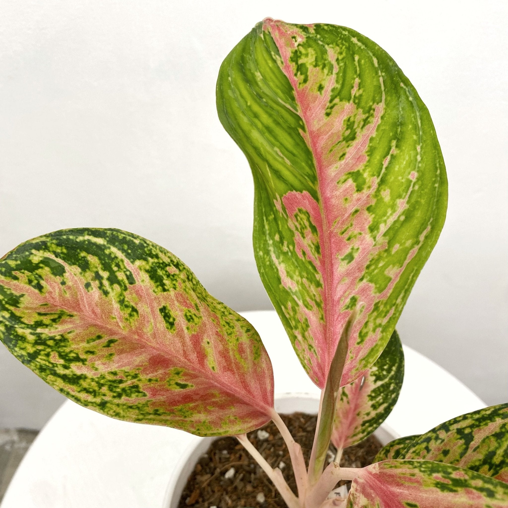 Aglaonema 'Red Peacock' - Pots For Plants
