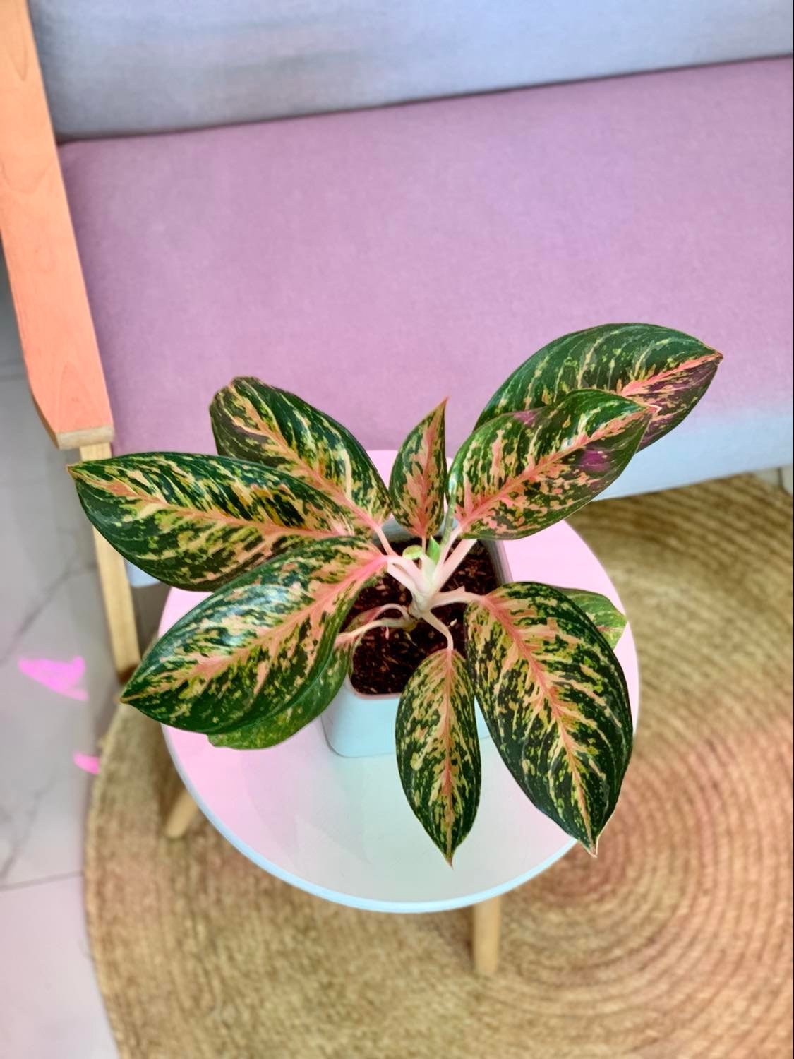 Aglaonema 'Red Peacock' - Pots For Plants