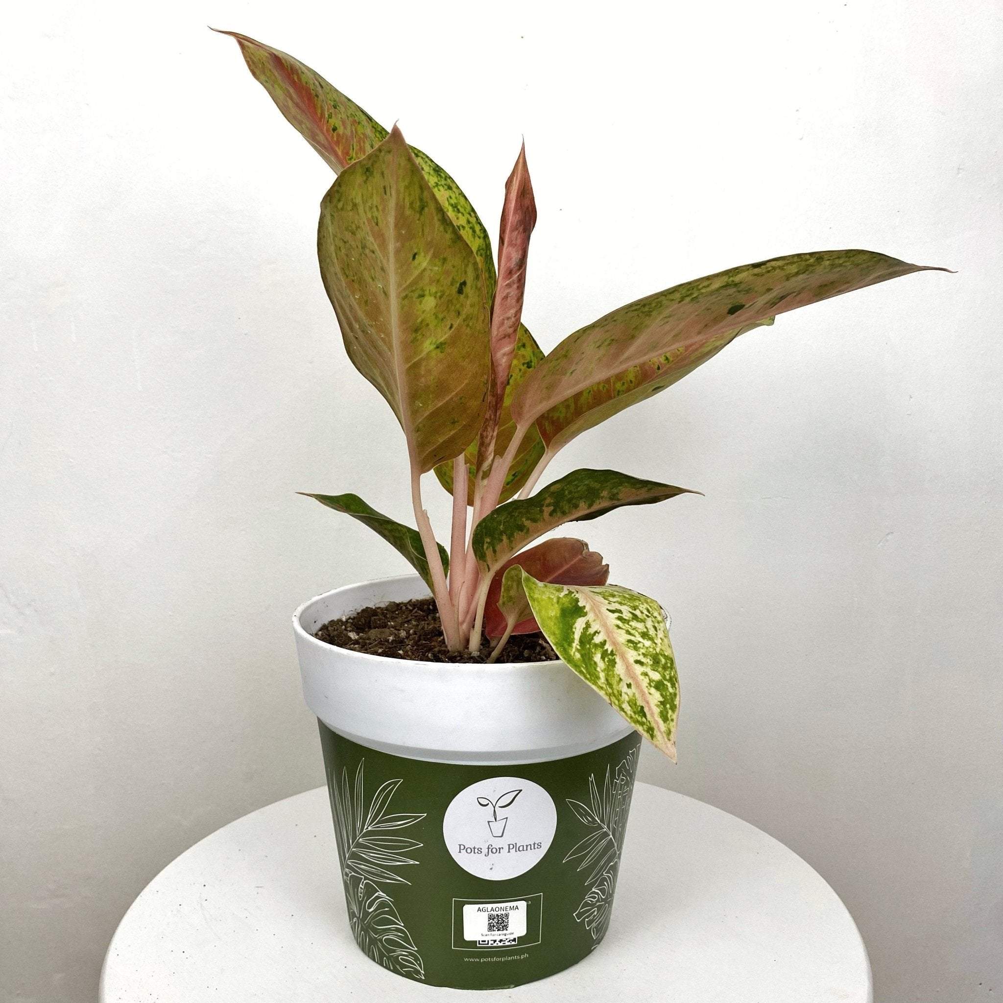 aglaonema ruay sup Aglaonema Ruay Raiwan – Pots For Plants