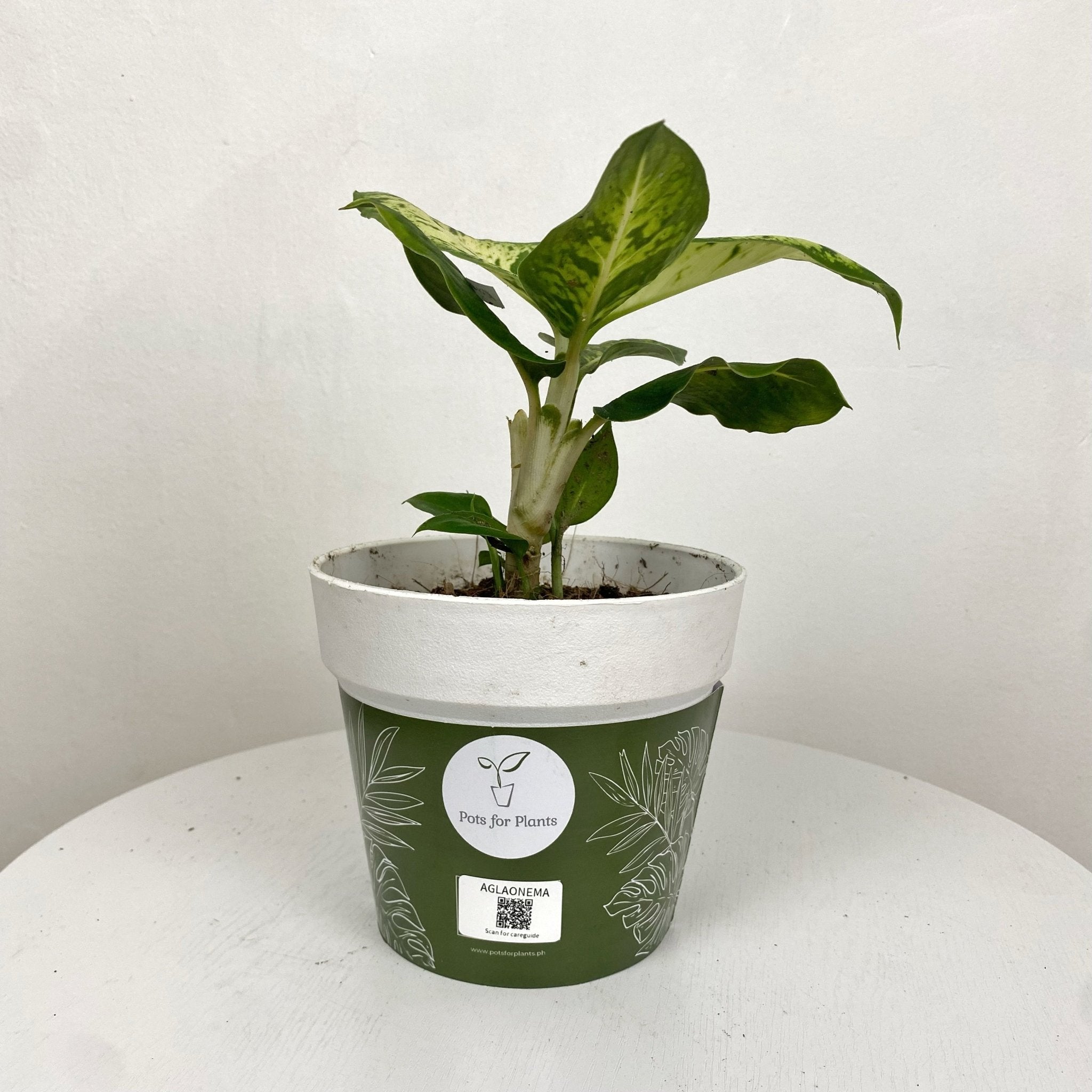 Aglaonema Rubthong - Pots For Plants